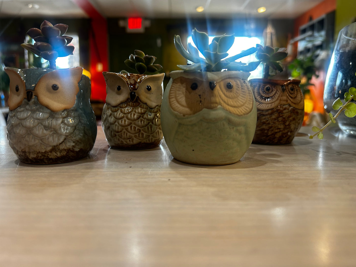 Owl Planters with Succulents