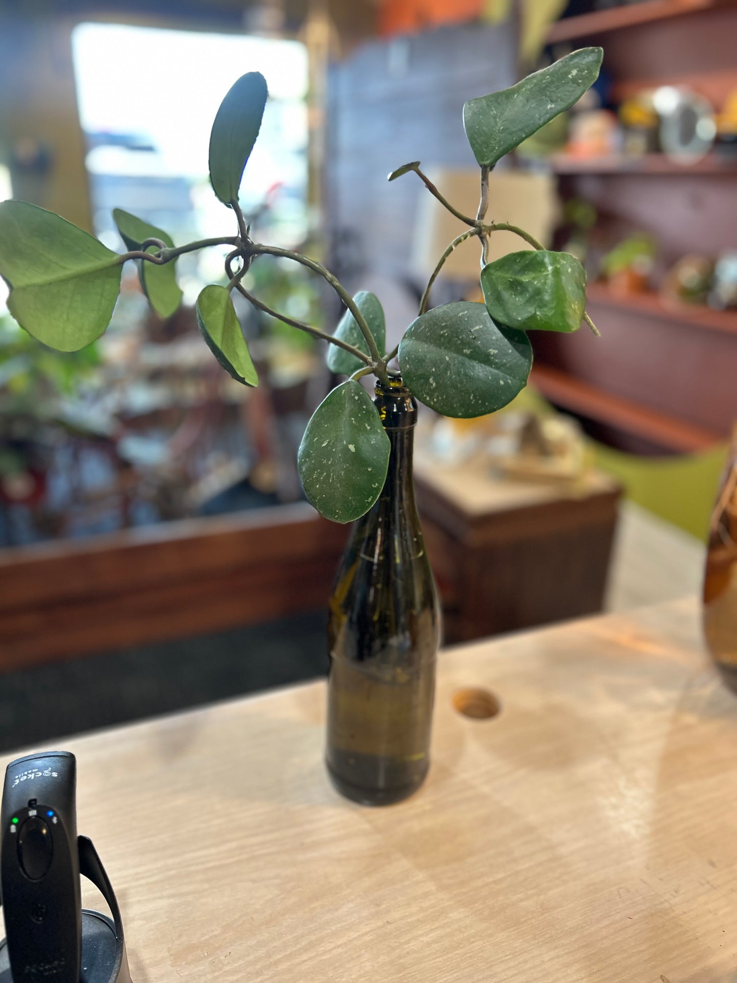Rooted Hoya in Water- Brown Glass Bottle