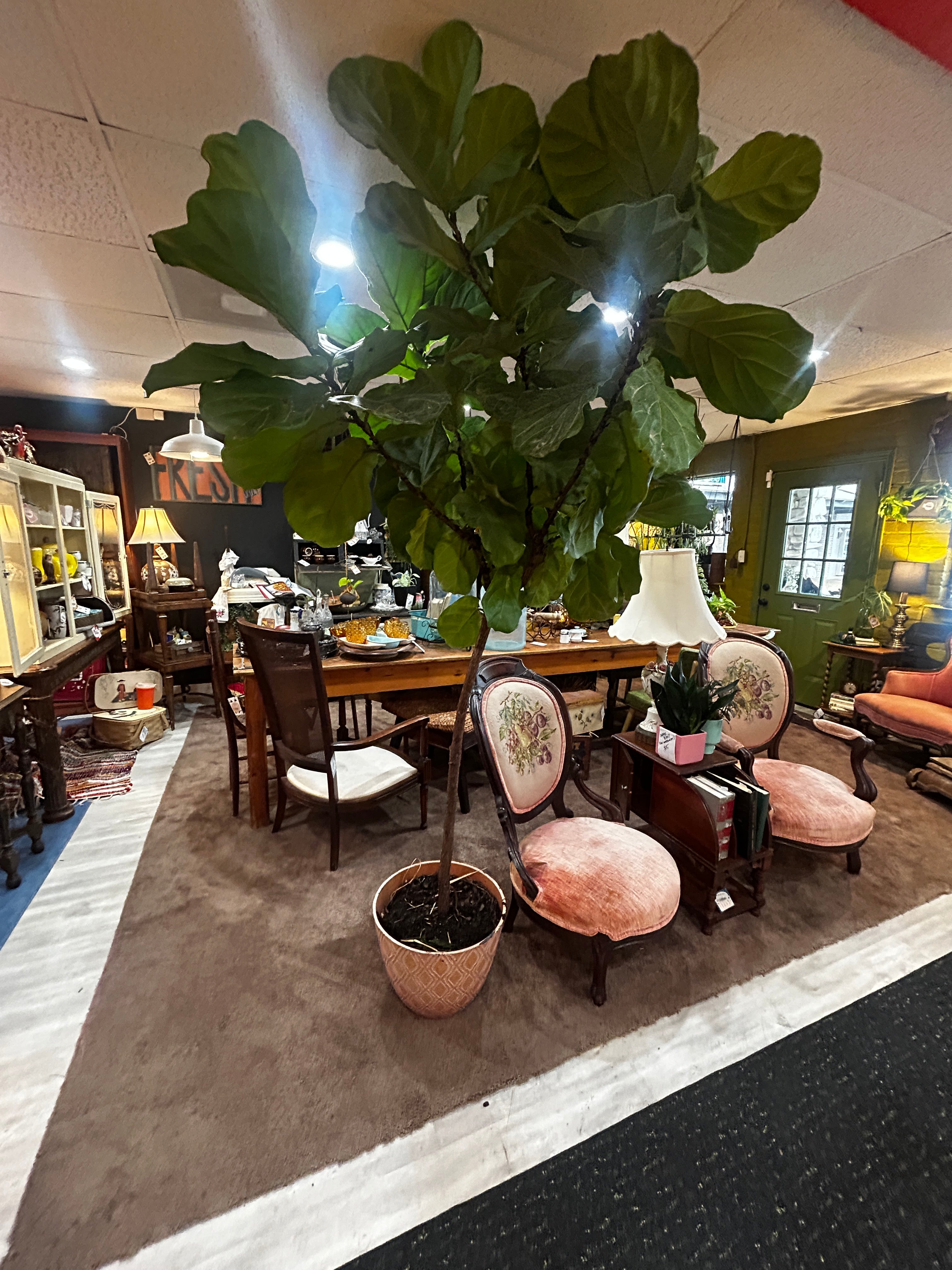 fiddle leaf fig tree huge Giant Fiddle Leaf Fig Tree – Blue Goose