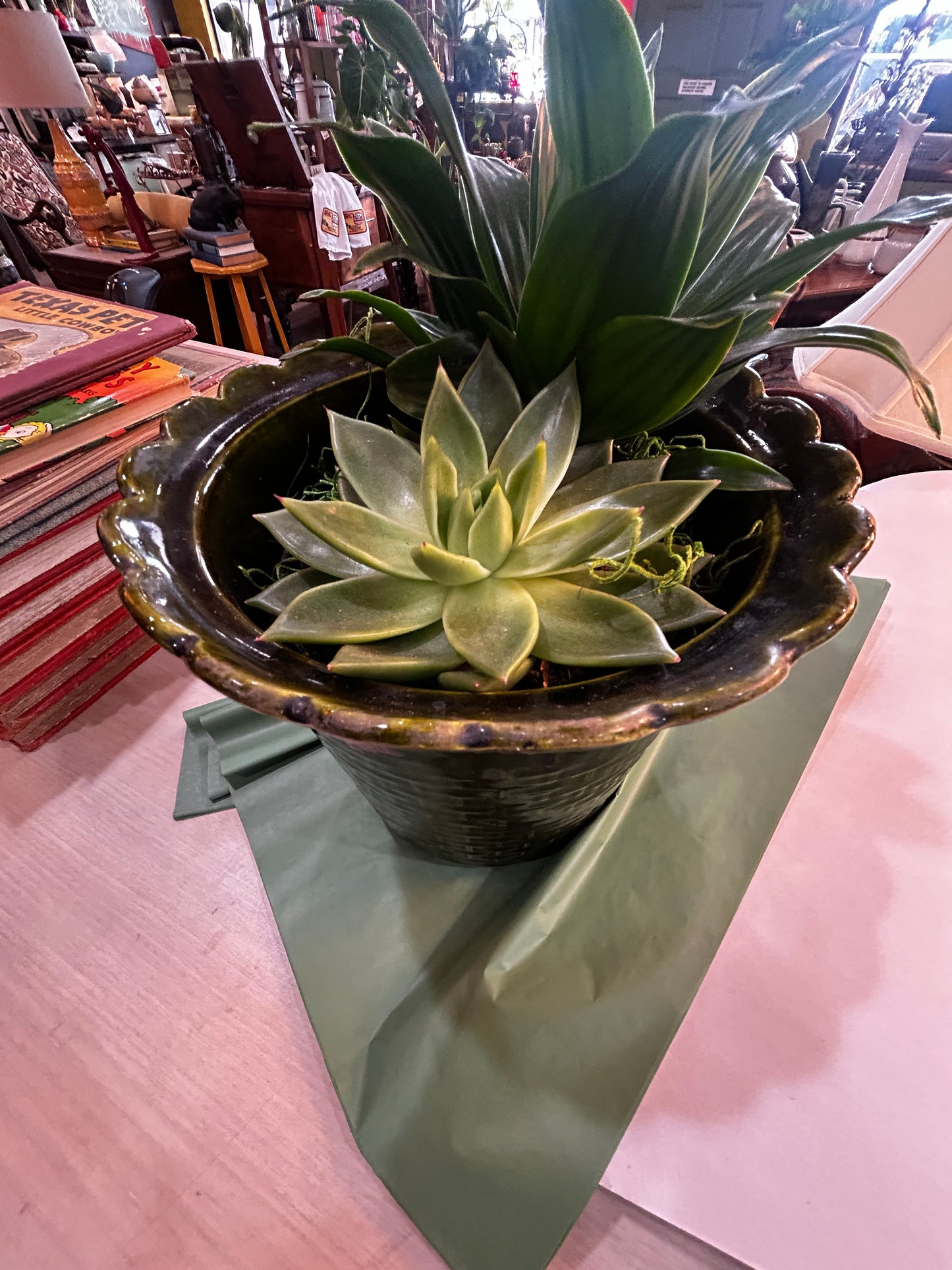 Succulent and Sonora in Self Watering Rock-Lined Lane and Co. MCM Planter