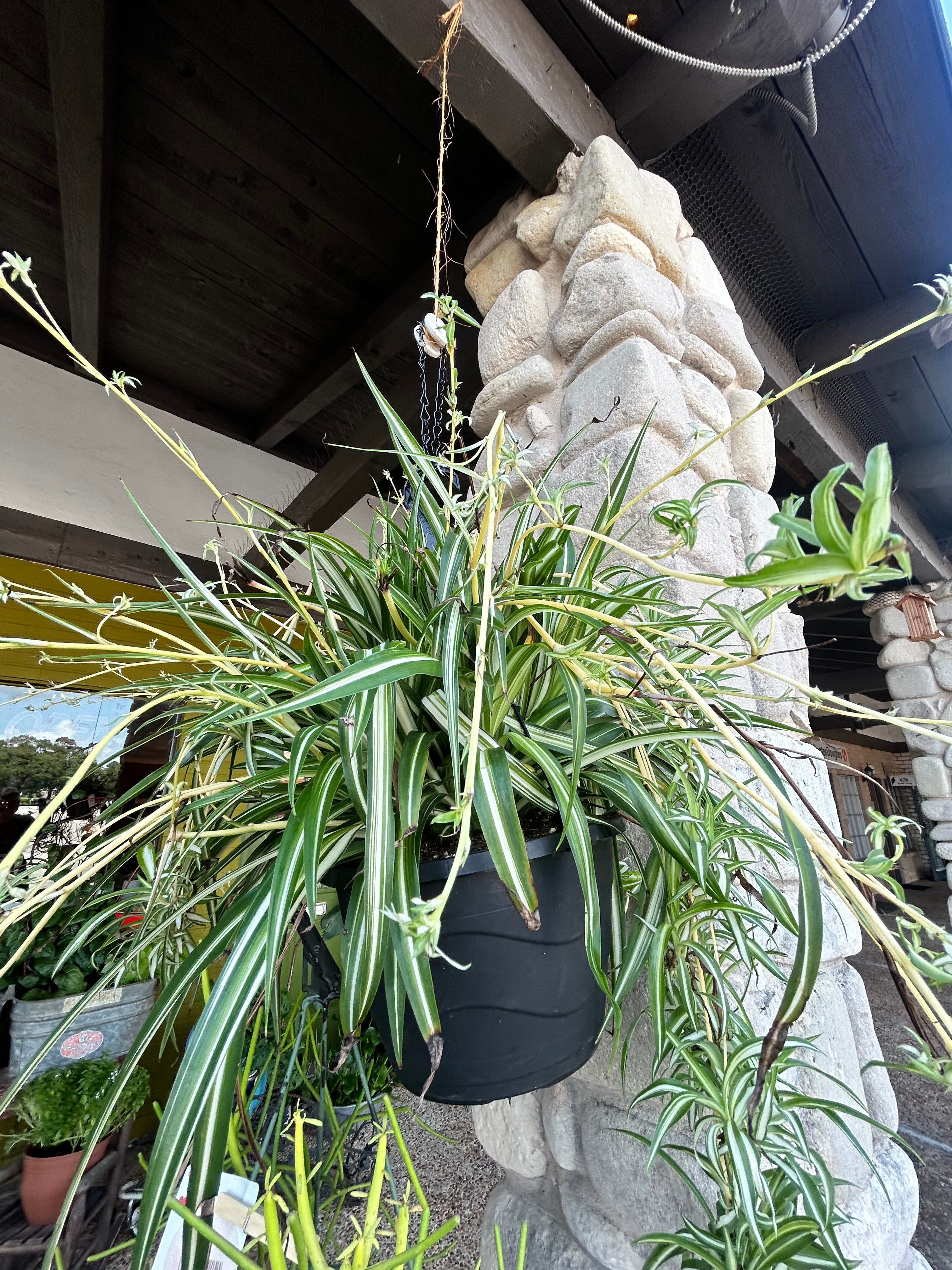 blue spider plant Spider Plant – Blue Goose