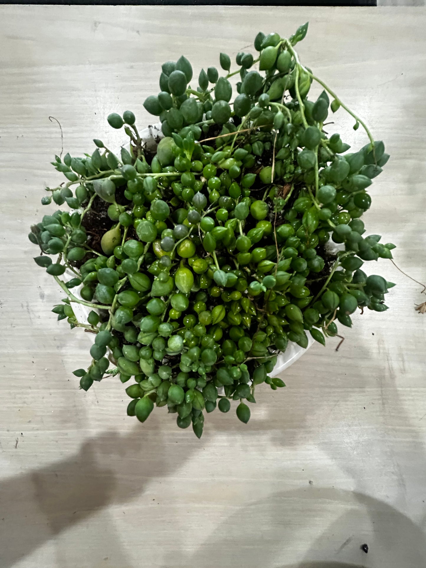 Strand of Pearls in White Ceramic