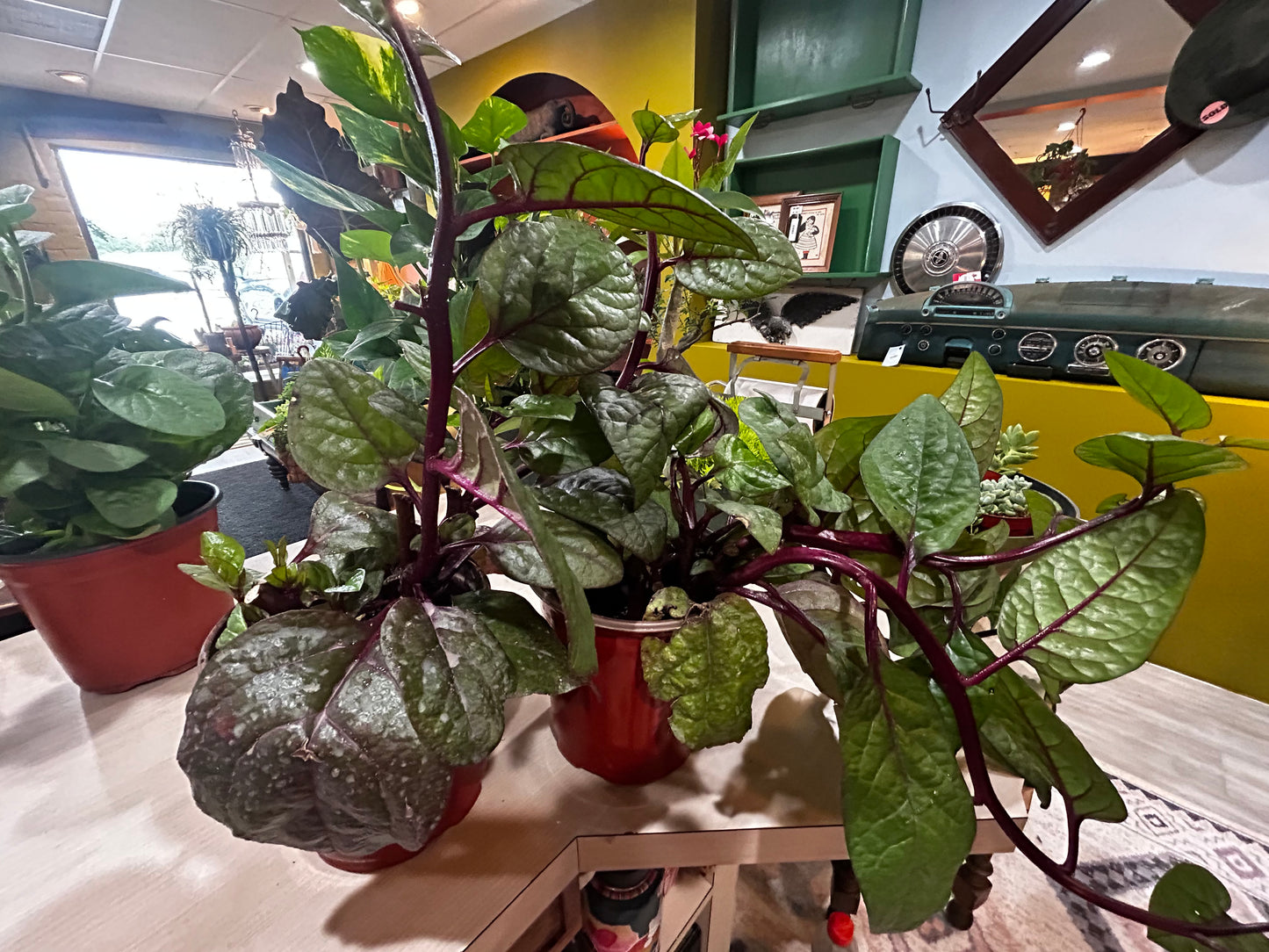 Thai Spinach- Purple