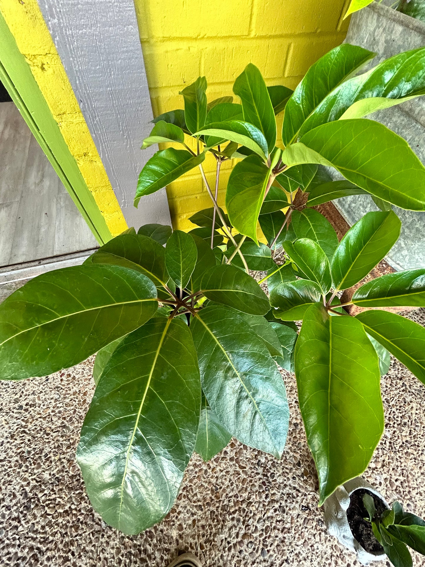 Schefflera in Enamel Pot With Lid- Black and White