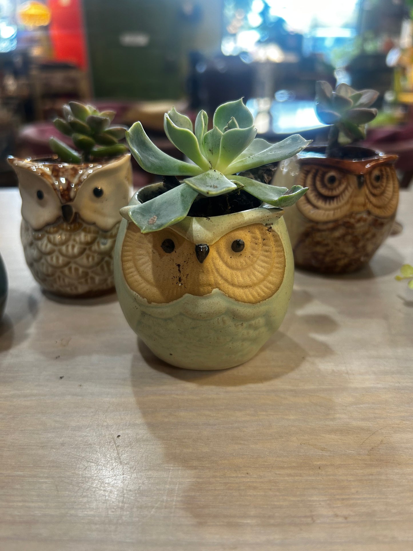 Owl Planters with Succulents