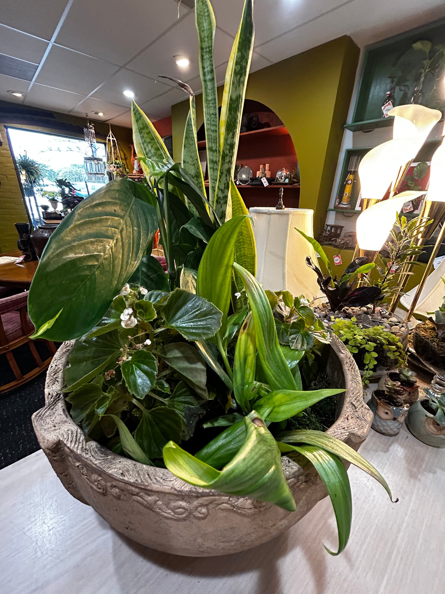Silver Streak Pothos, Sansevieria Snake Plant, Begonia,Guacamole Hosta in Clay Pot