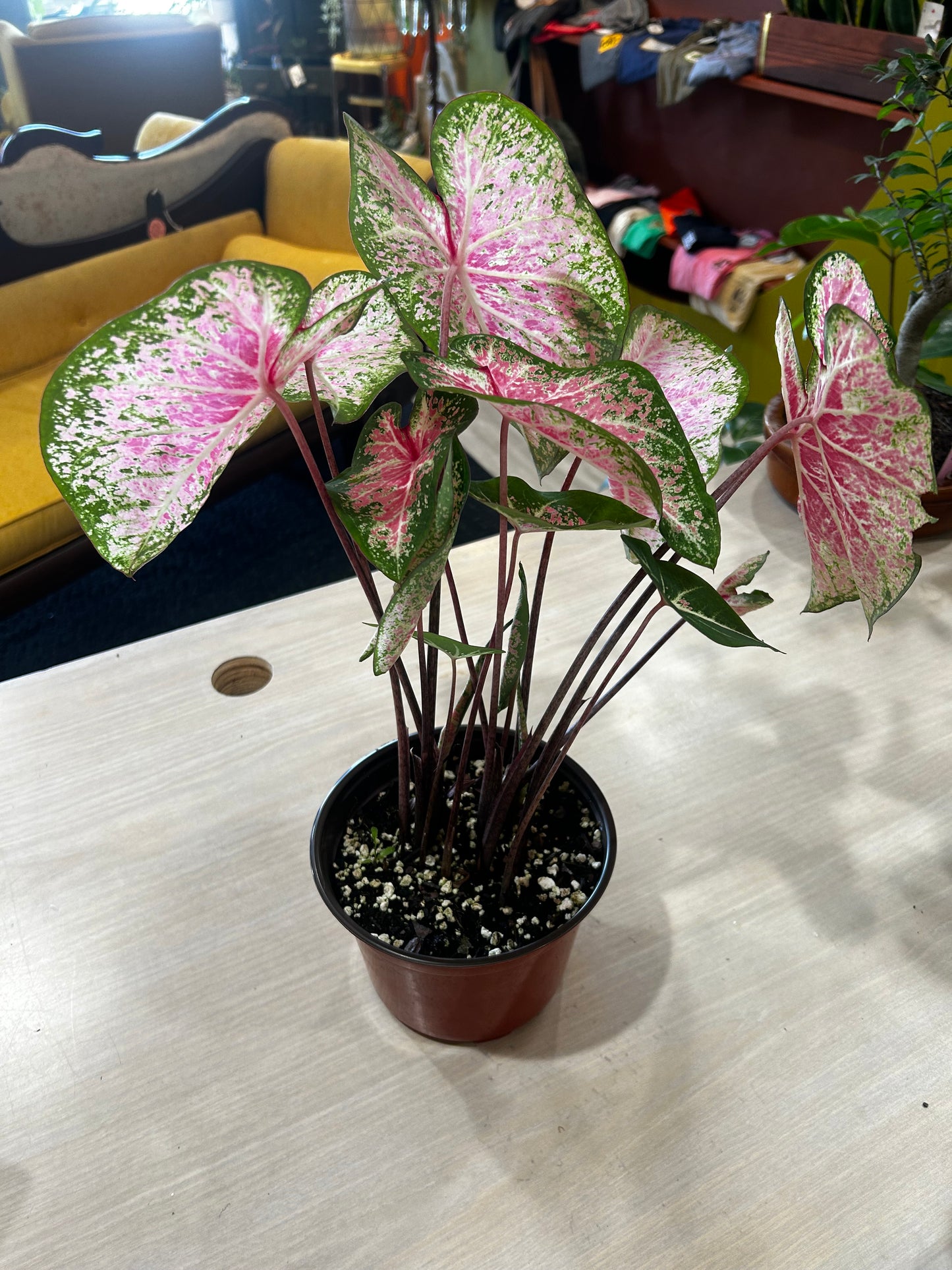 Pink Cloud Caladium