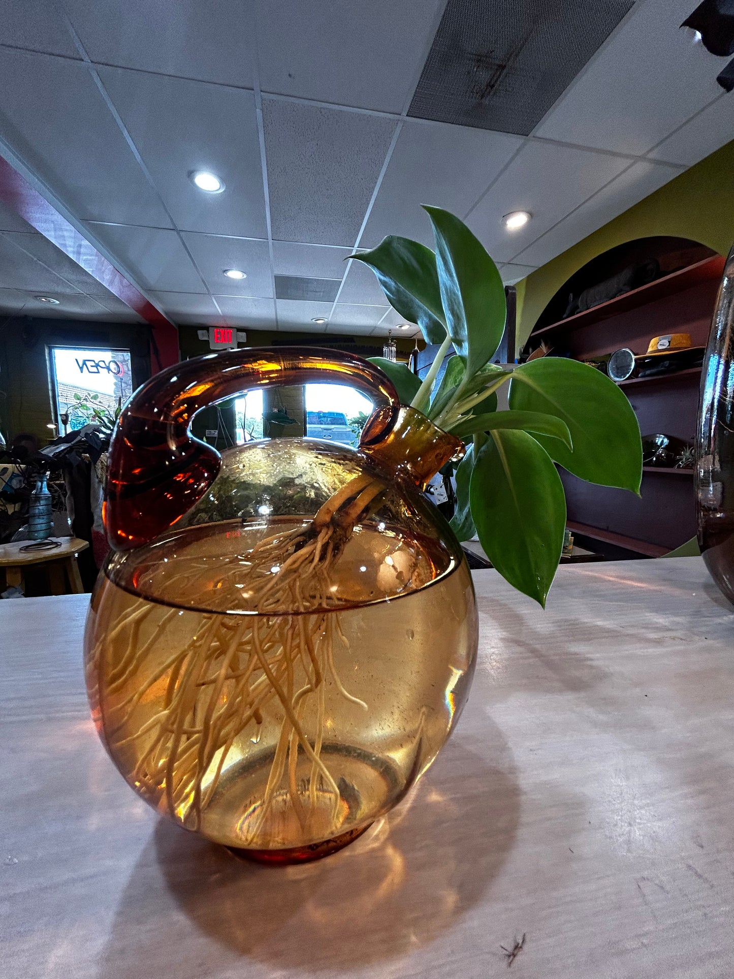 Rooted Silver Bay in MCM Round Vase- Orange