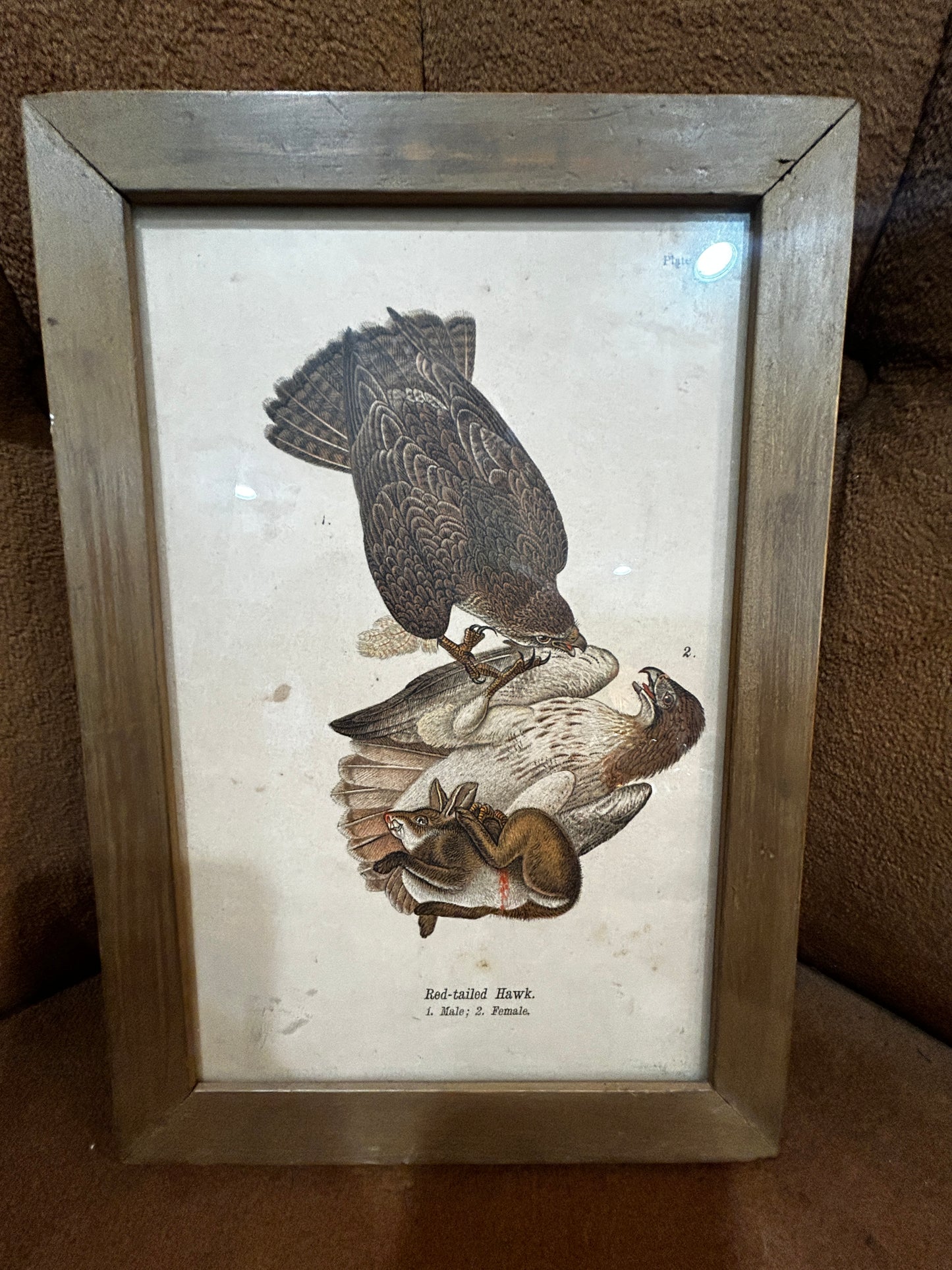 Set of 3 Antique Audubon Plates- Framed 1890