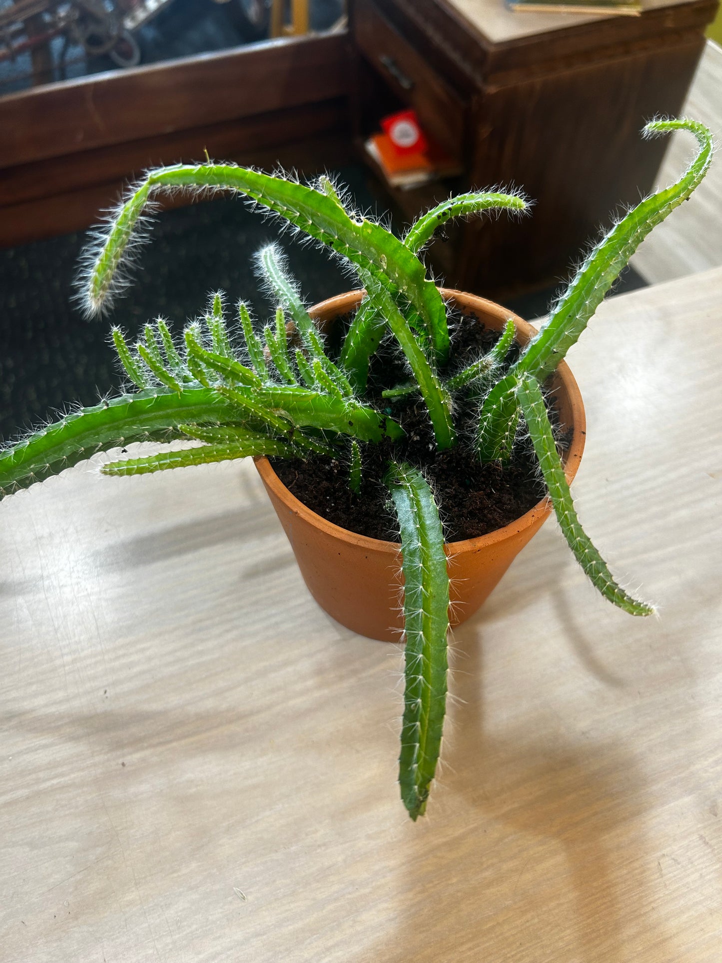 Dog tail Cactus in Terracotta Pot