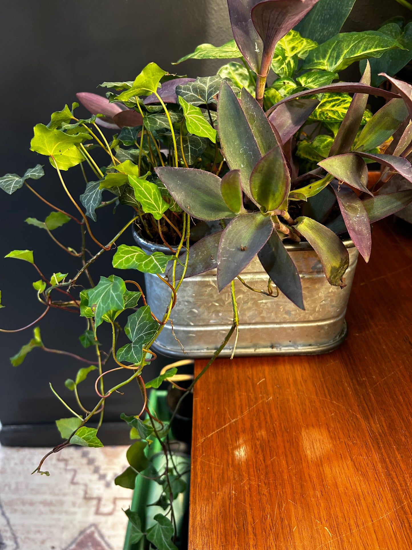 Arrowhead/Ivy/Purple Heart Wandering Jew in Metal Planter