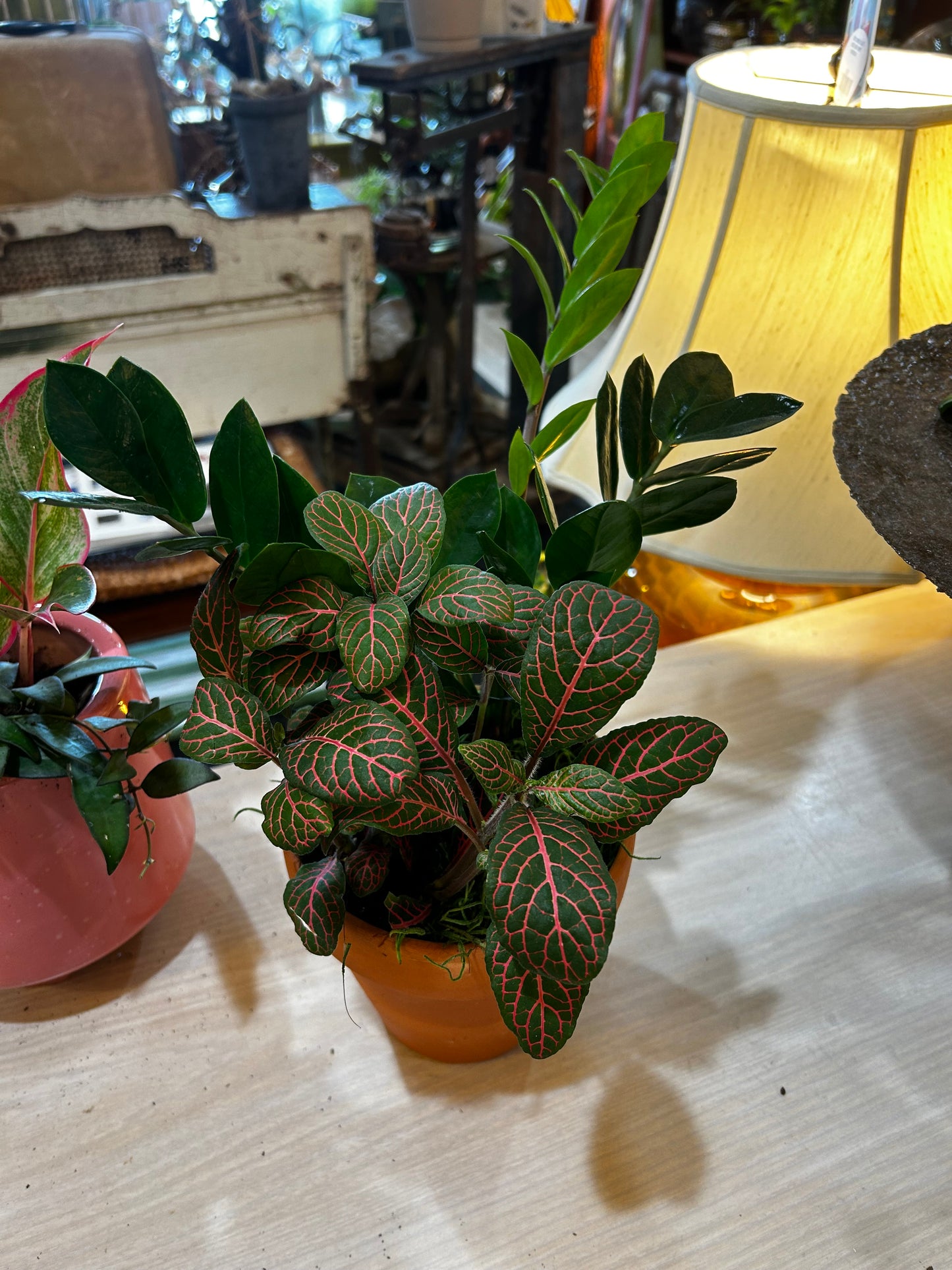 Fittonia and Zanzibar in Terracotta