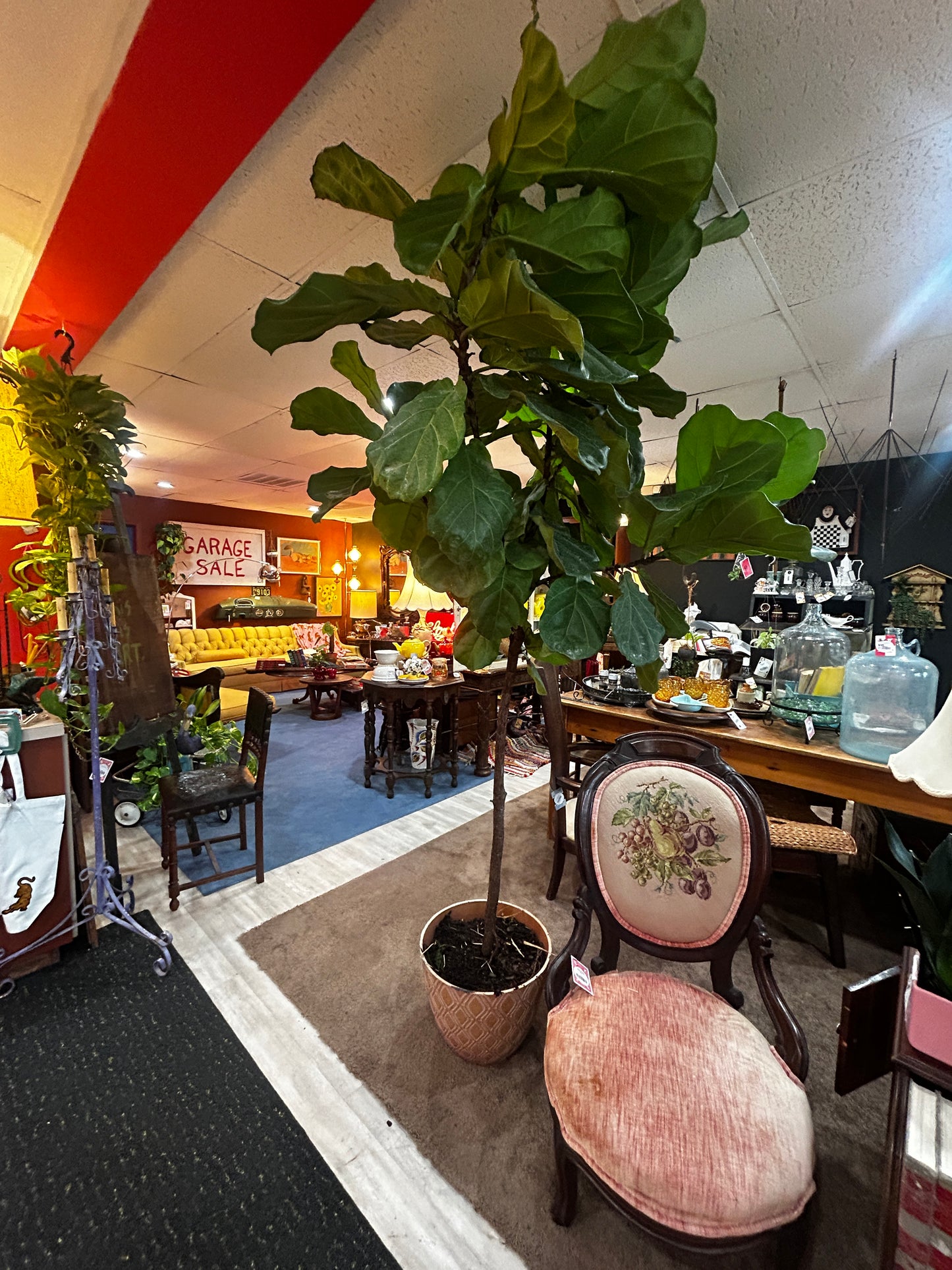 Giant Fiddle Leaf Fig Tree