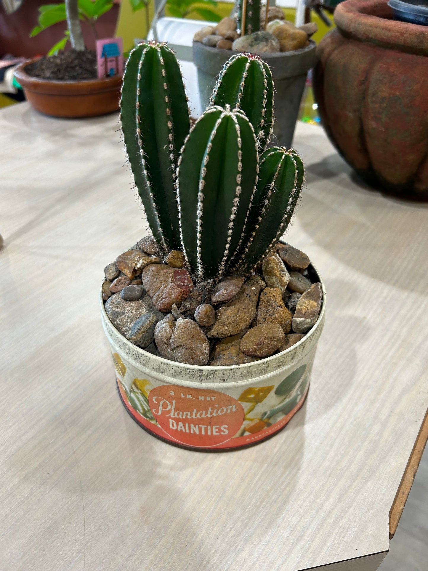 Mexican Fence Cactus