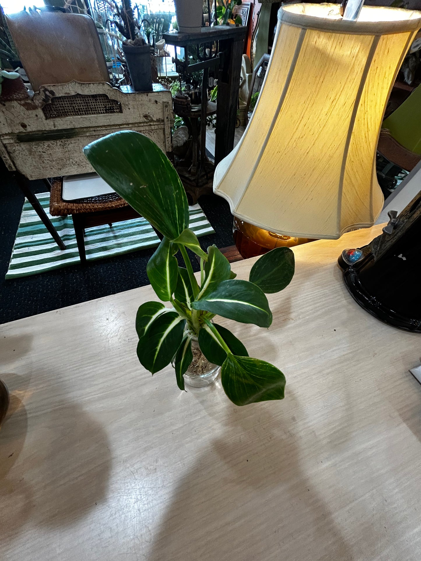 Rooted Dieffenbachia in Glass Vase