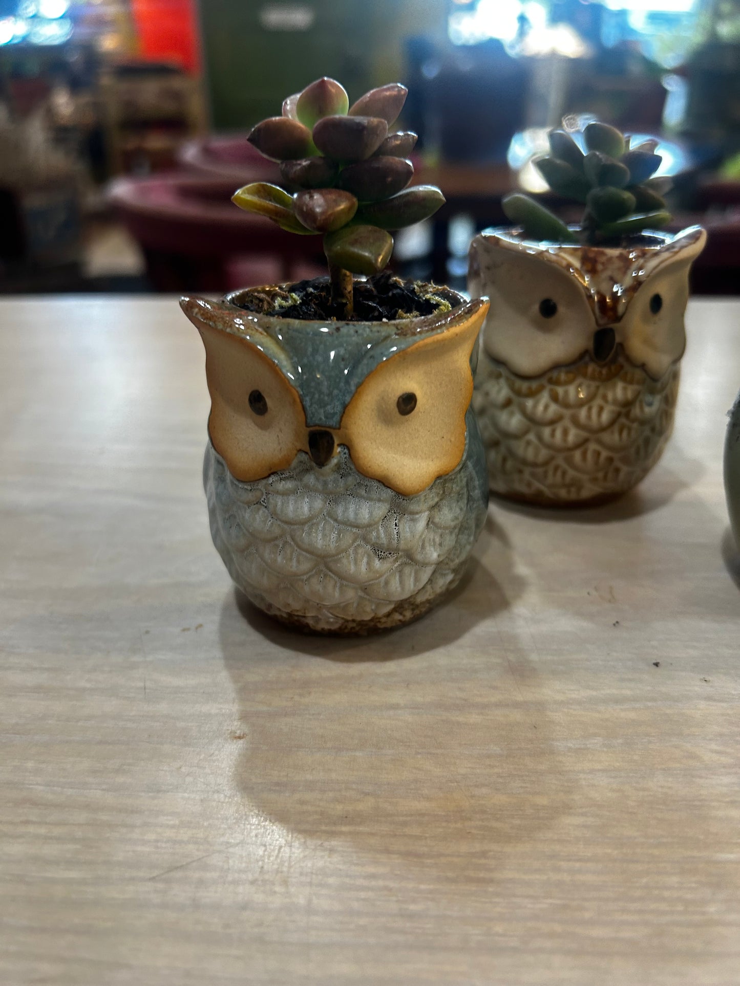 Owl Planters with Succulents