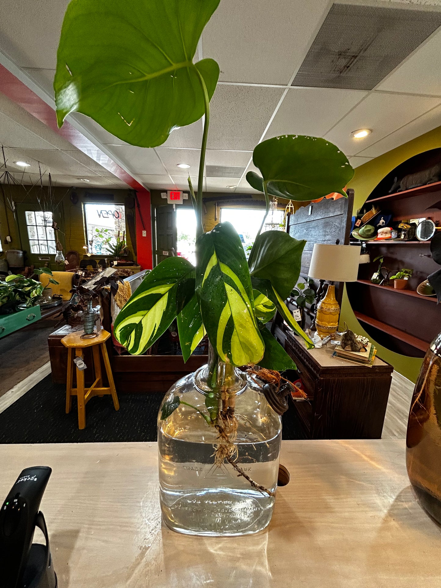 Rooted Split Leaf Philodendron and Calathea in Vintage Trade Mark Glass Oil Bottle