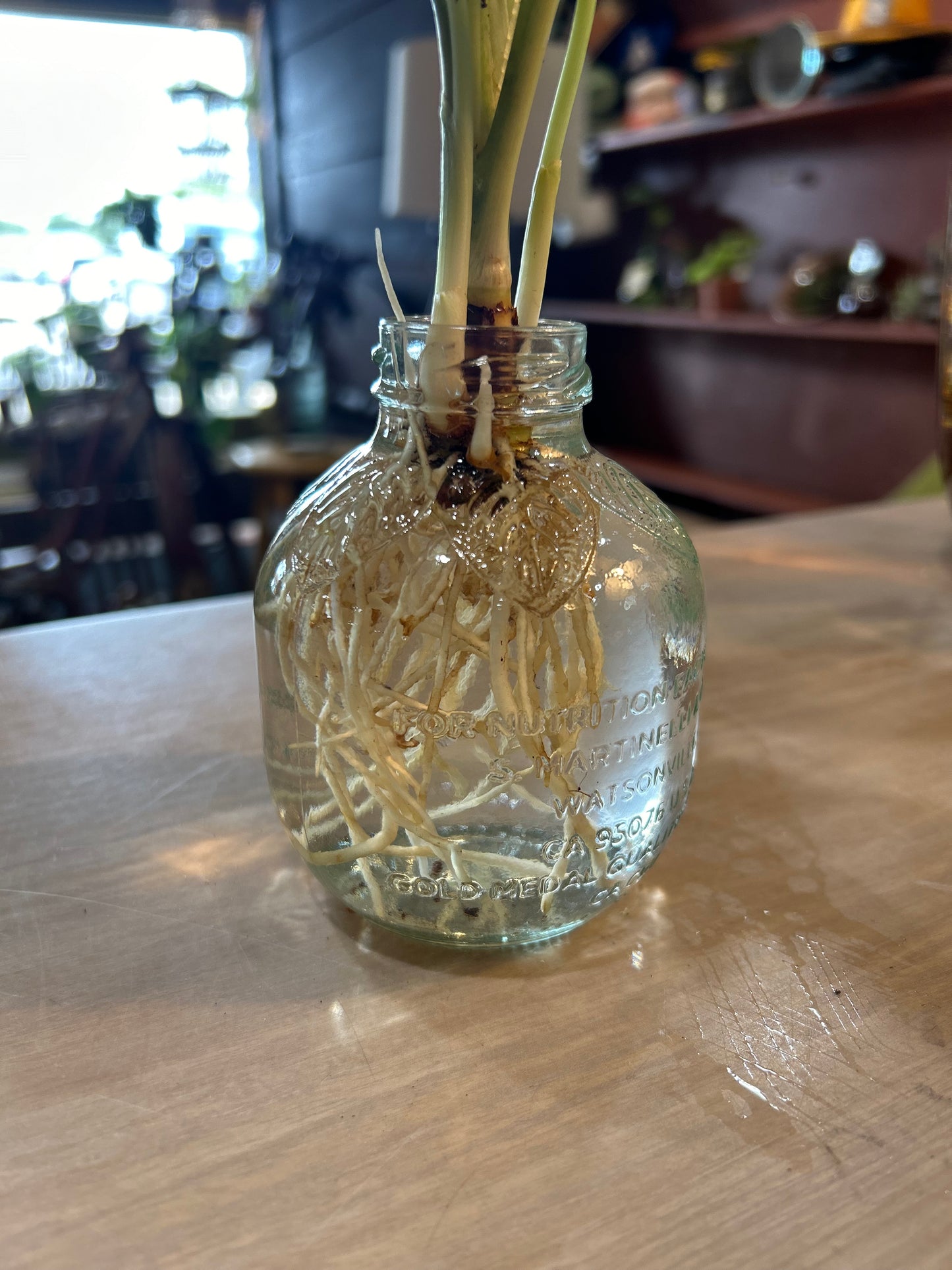 Rooted Silver Bay in Water