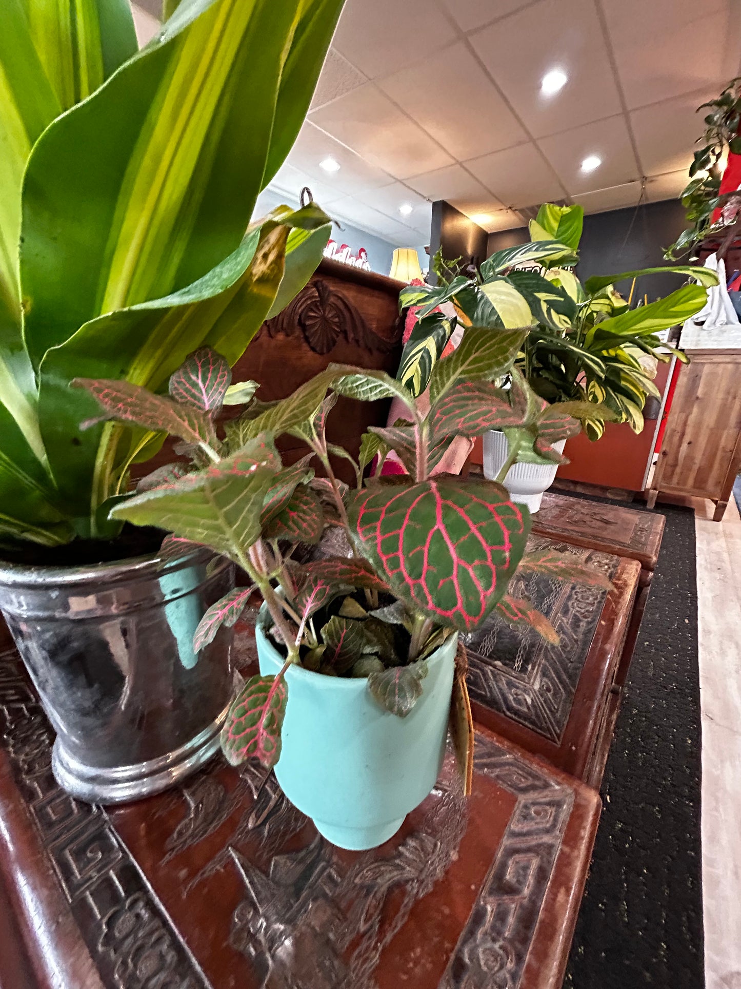 Red Veined Fittonia in Teal Pot
