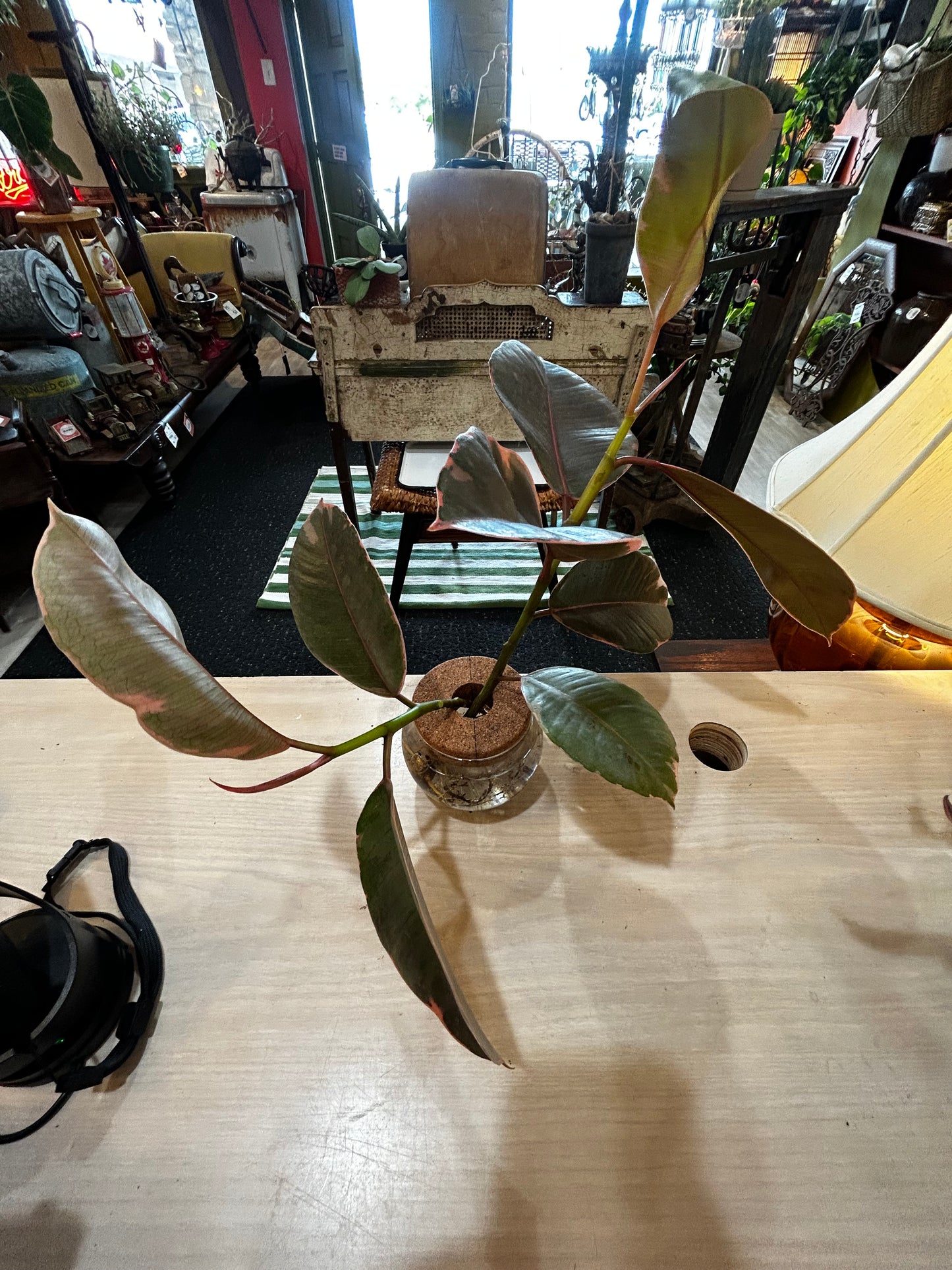 Rooted Rubber Fig in Round Vase