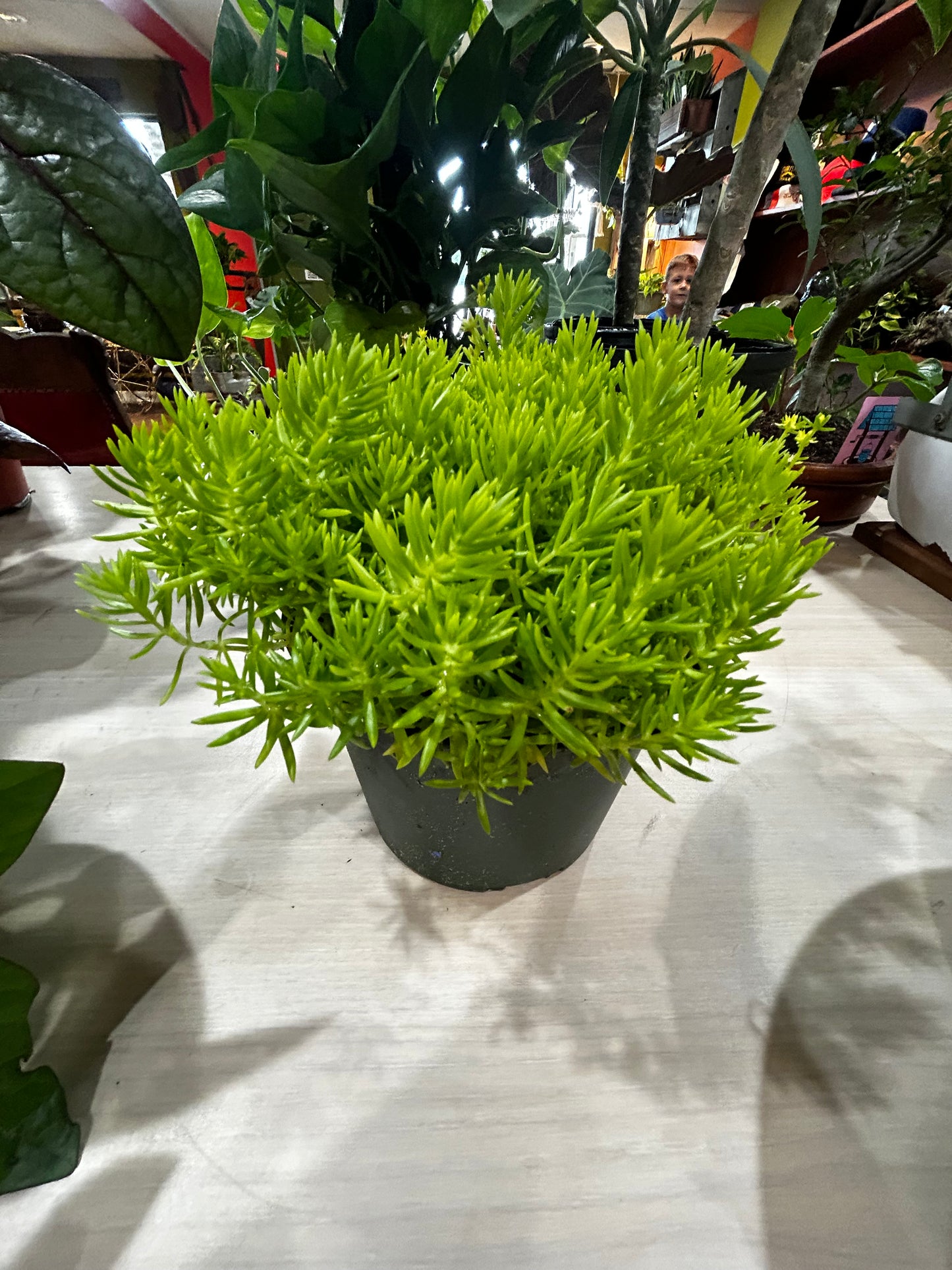 Sedum