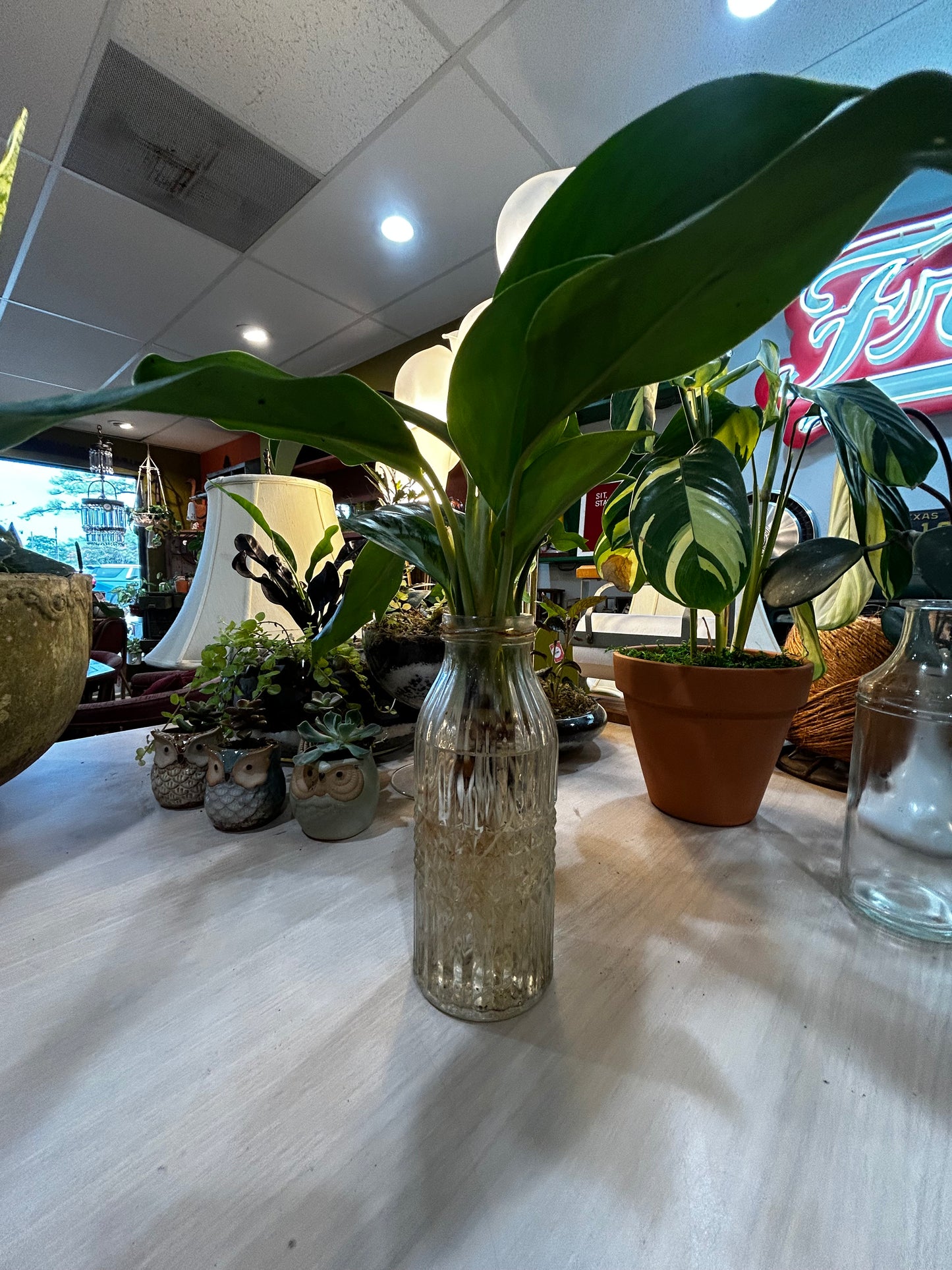 Rooted Silver Streak Pothos in Water Vase