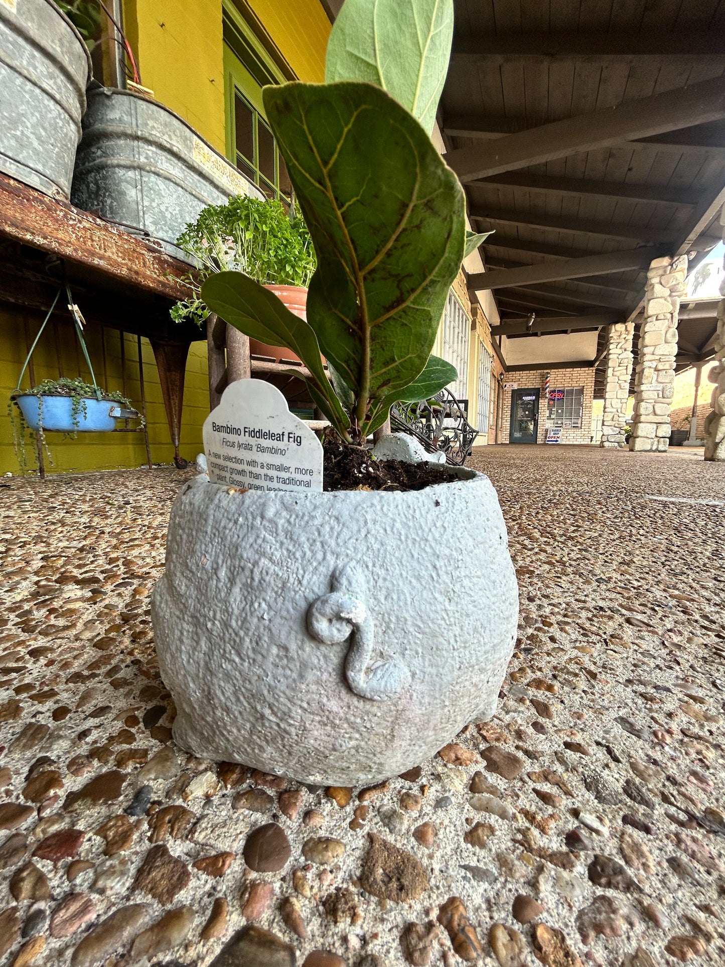 Fig in a Pig- Baby Fig in Concrete Pig Planter