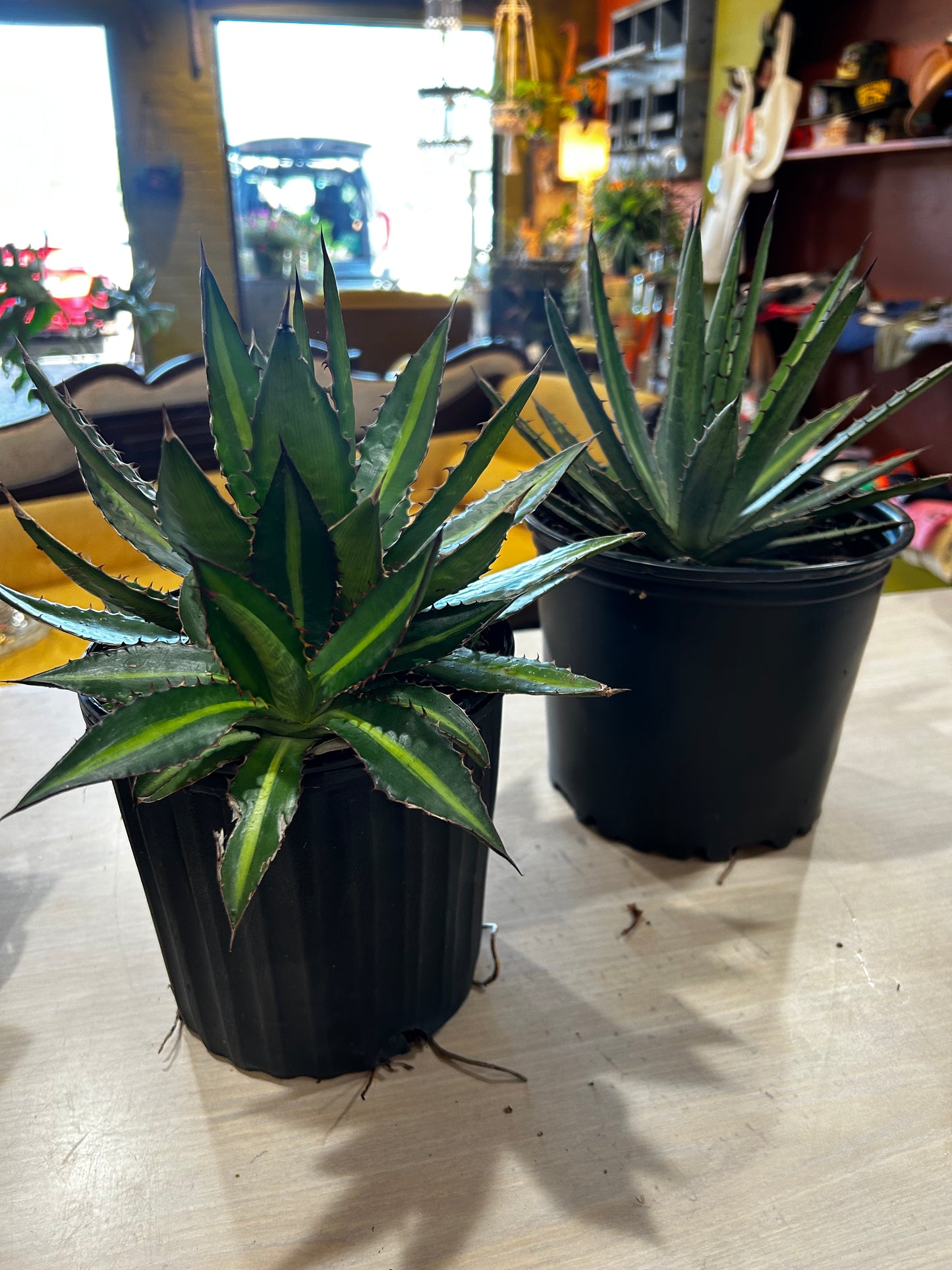 Agave