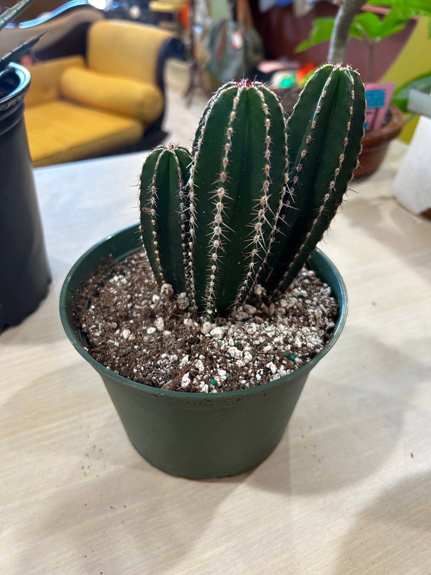 Mexican Fence Cactus