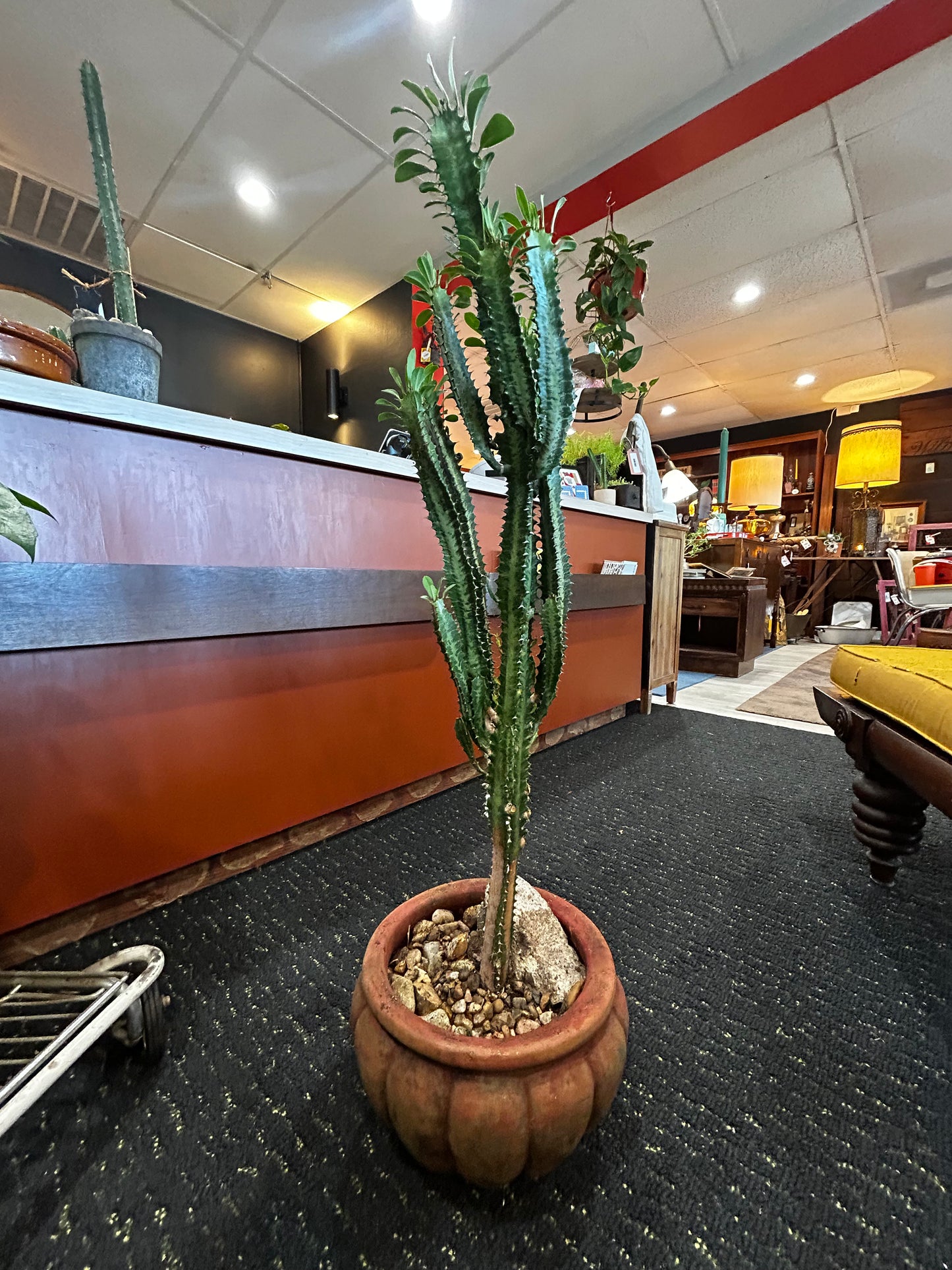 African Milk Tree