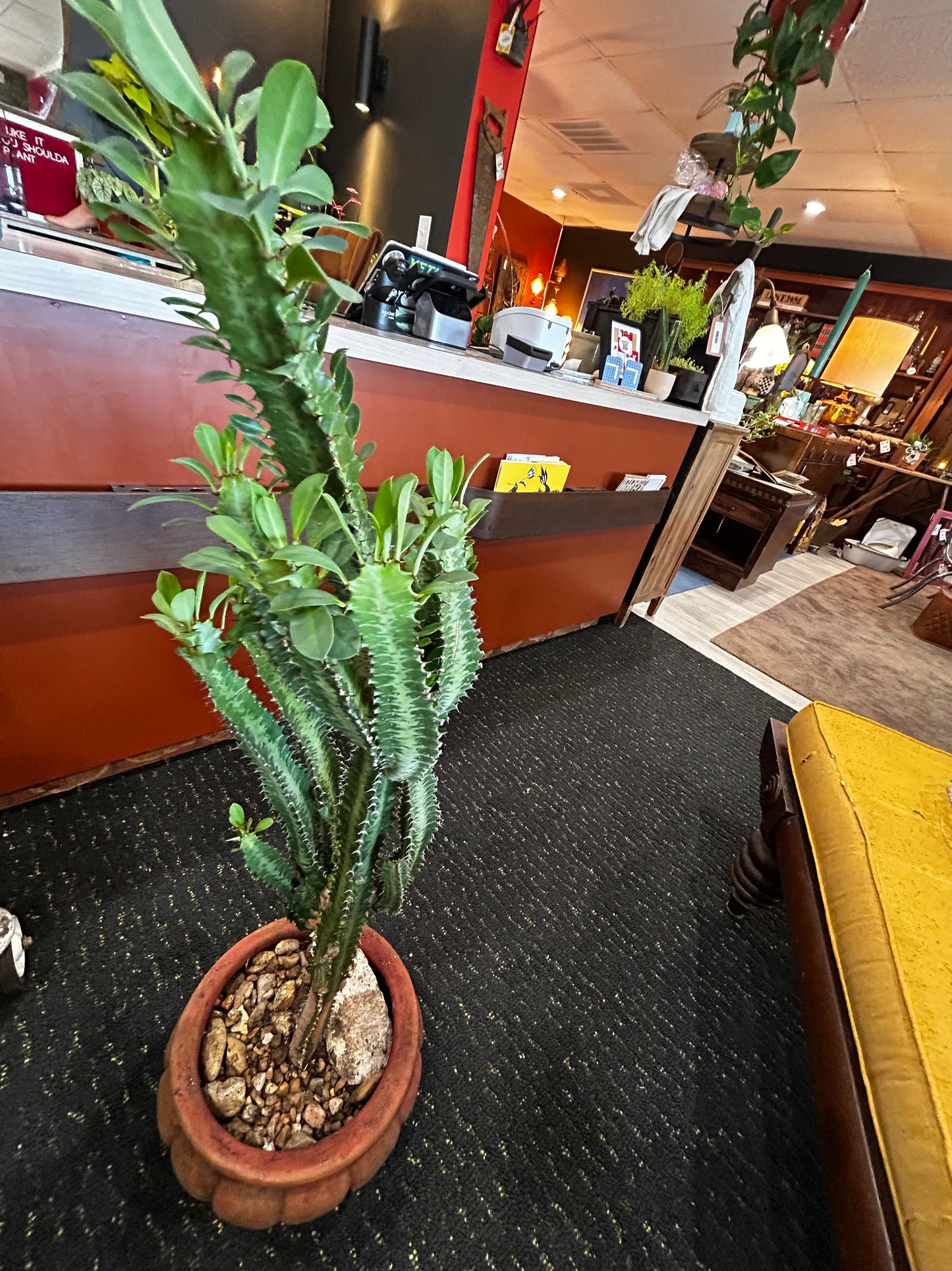 African Milk Tree