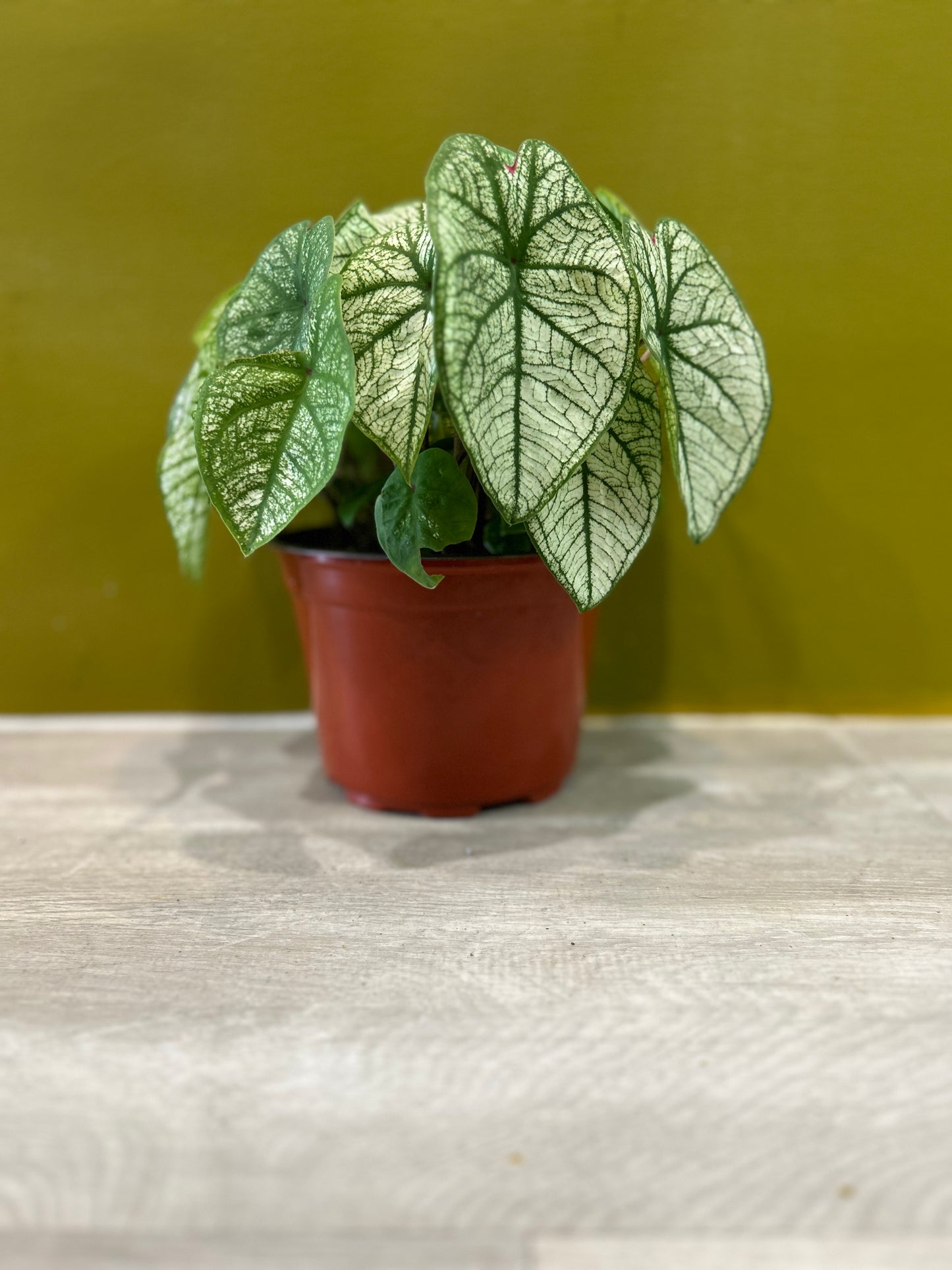 Candidum Caladium