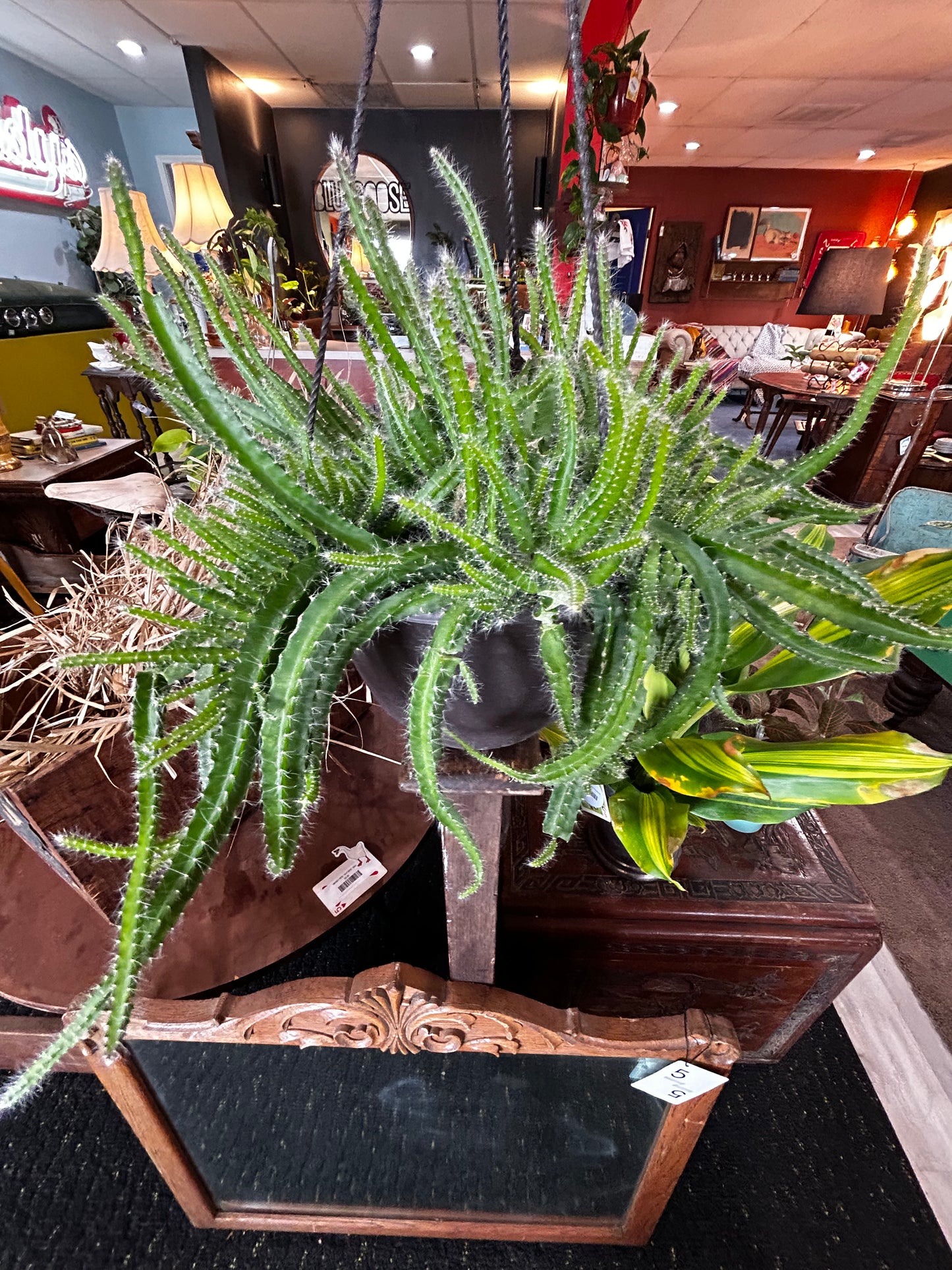 Dog tail Cactus in Hangin Pot
