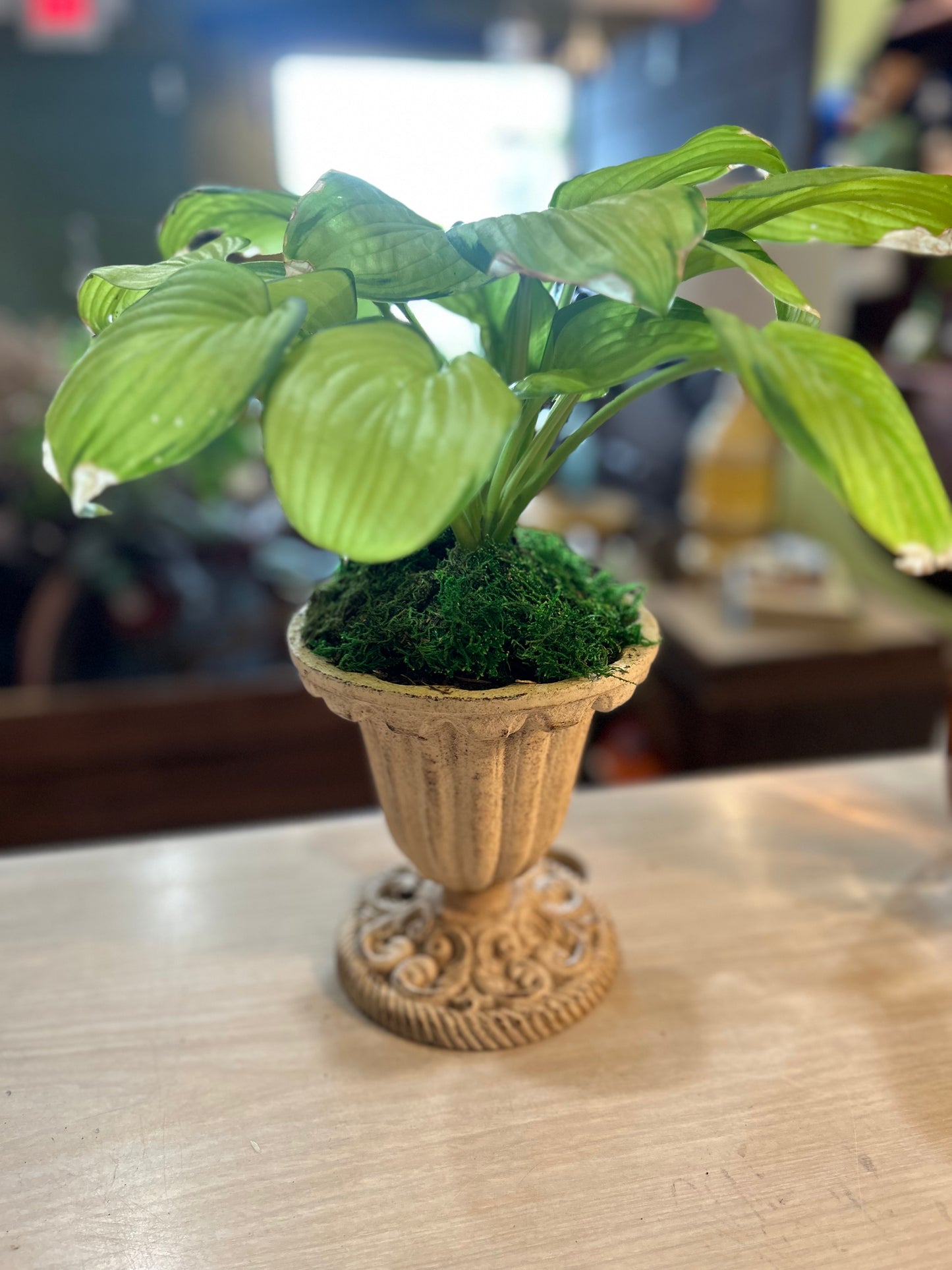 Guacamole Hosta in Cream Cast Iron Planter