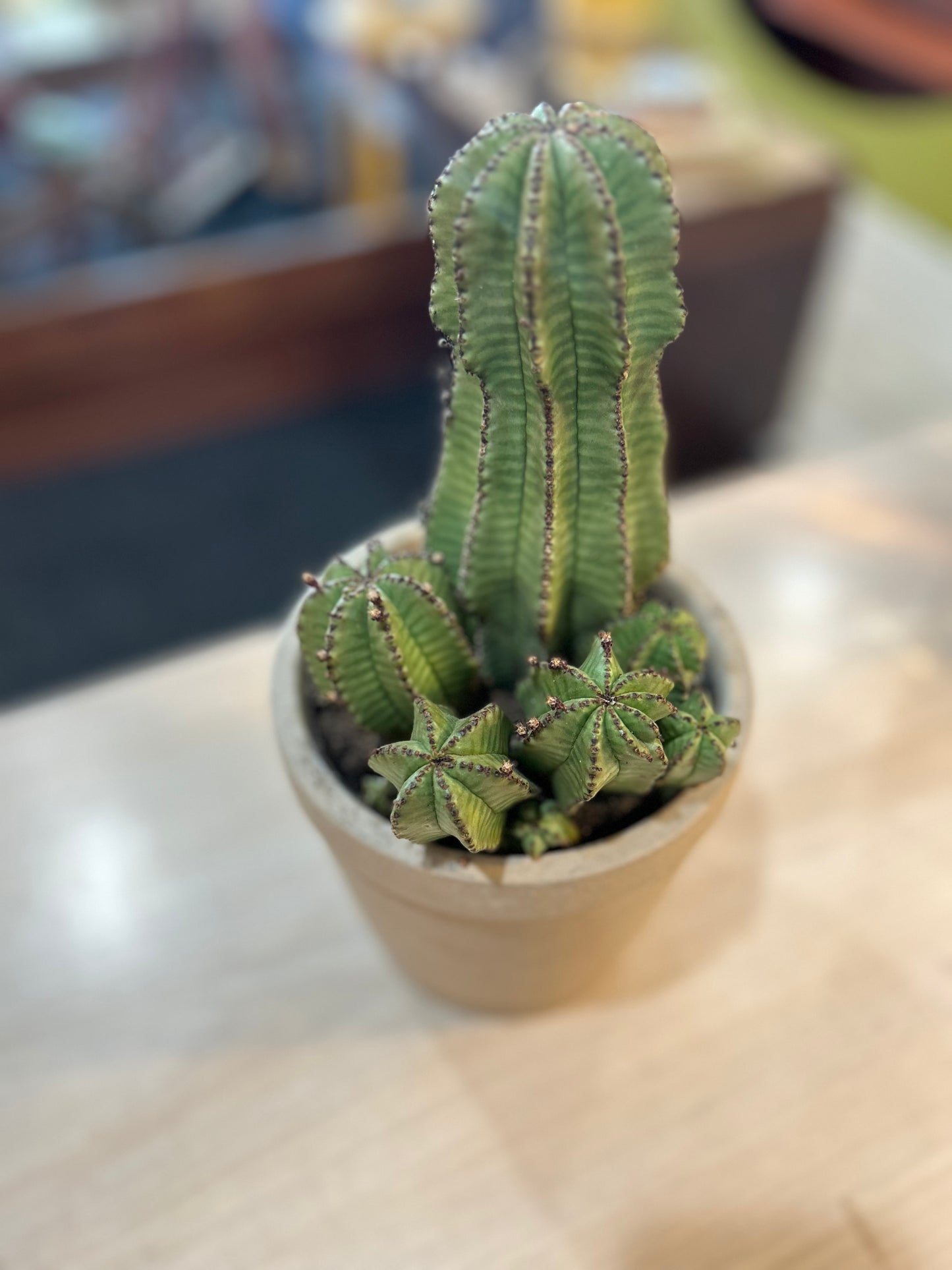 Euphorbia/ Tanzanian Zipper Cactus in Clay Pot