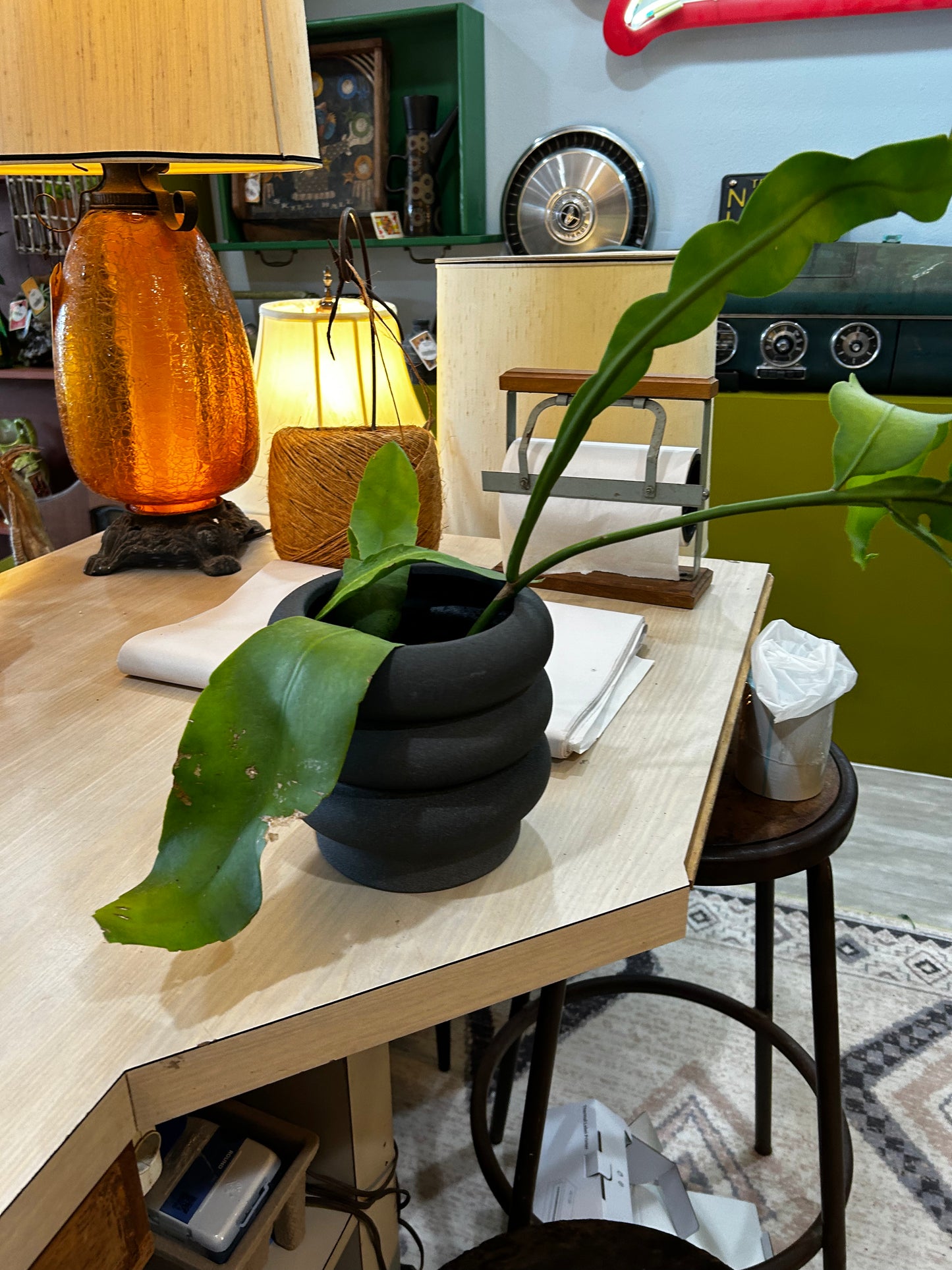 Night Blooming Cactus