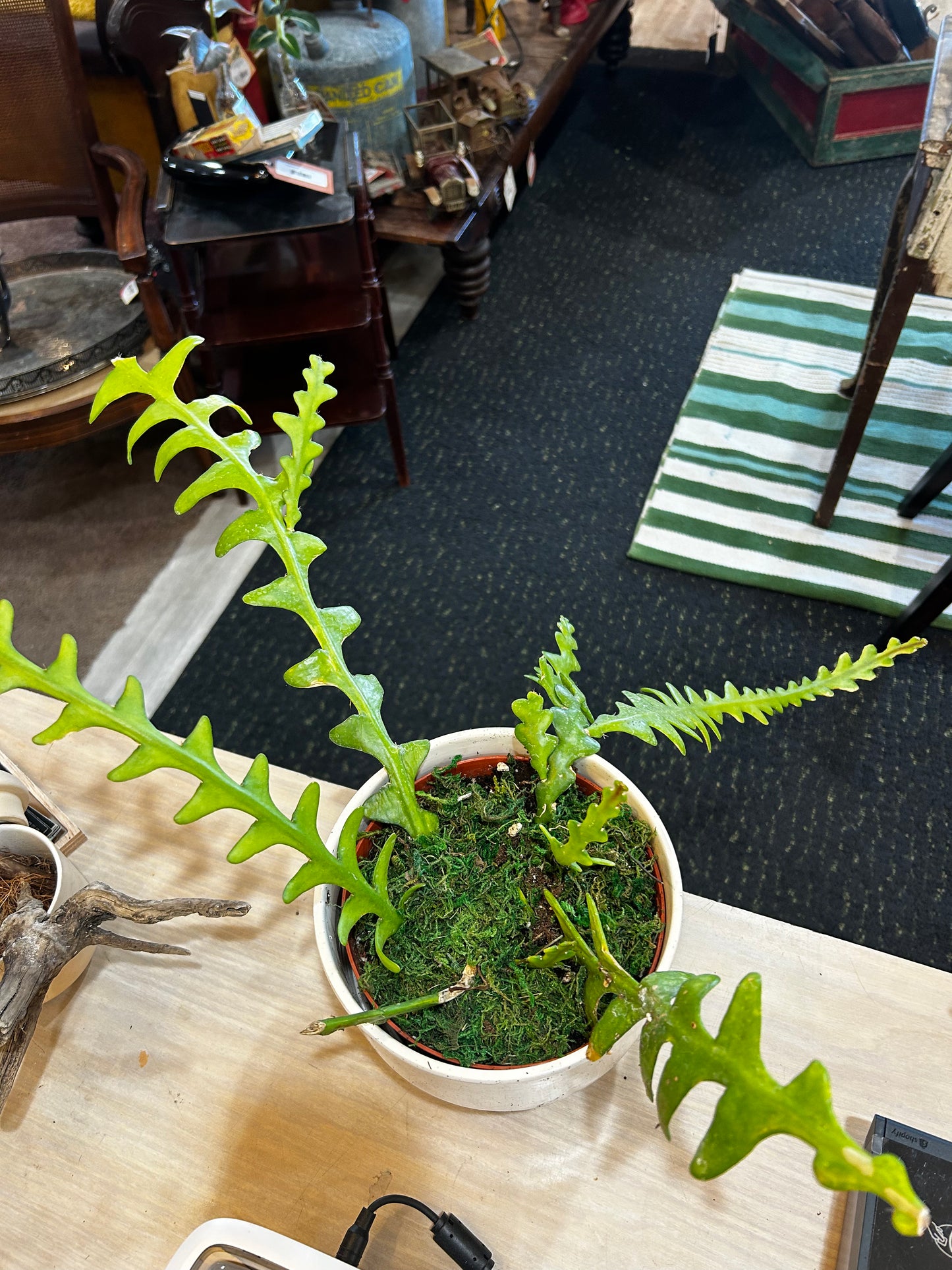 Fishbone Cactus