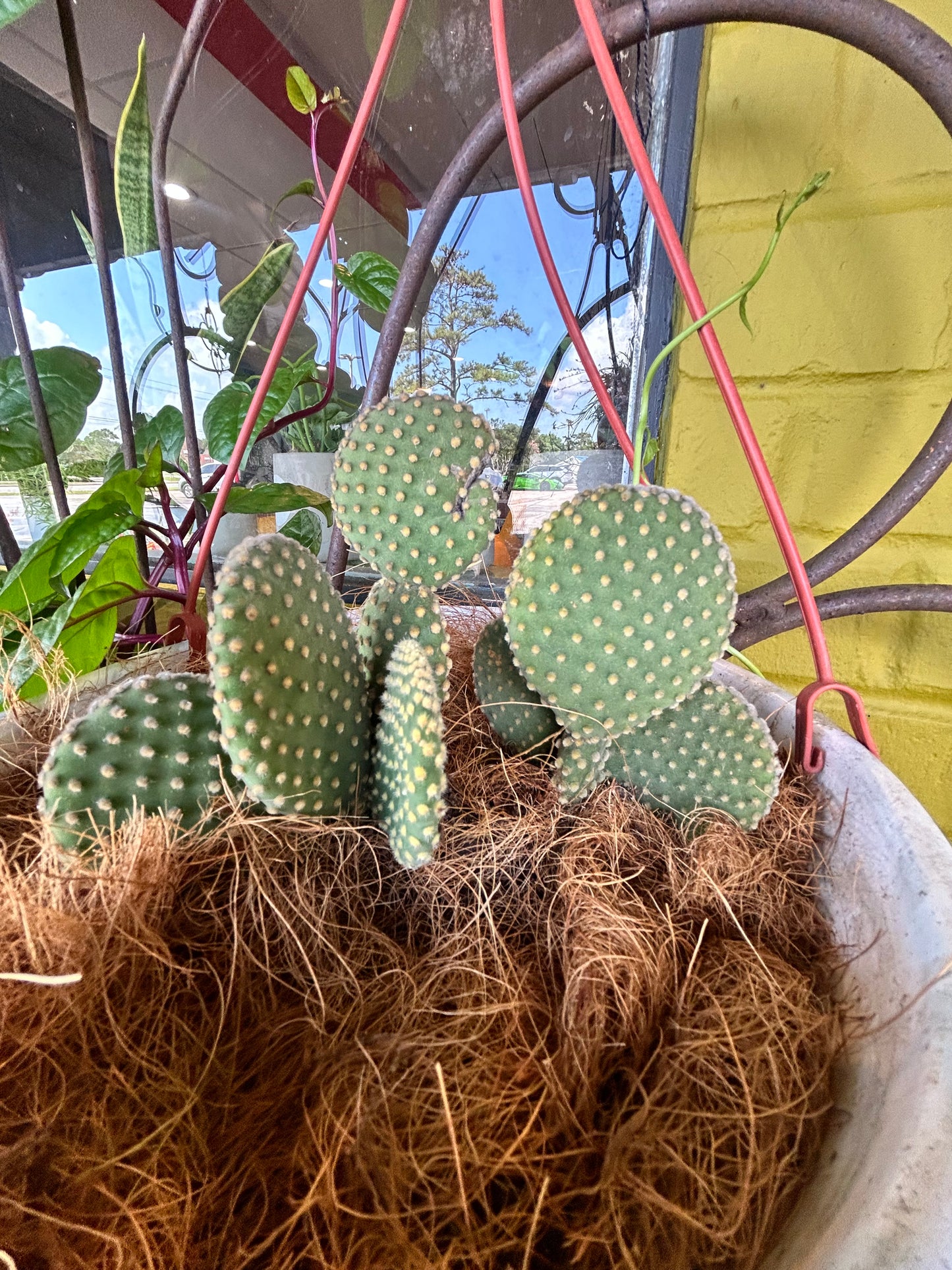 Cactus in Red Enamel Planter with Hanger