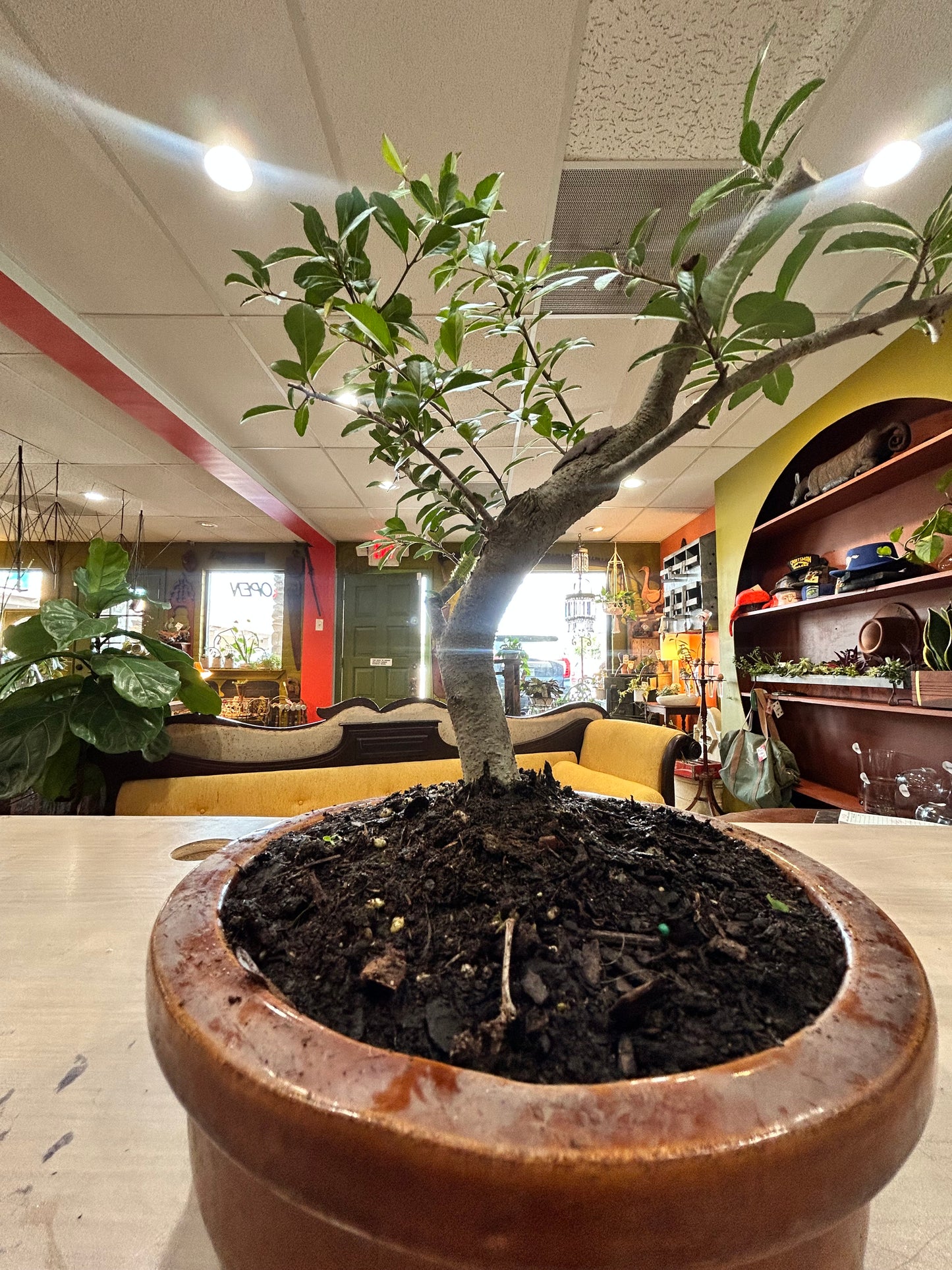 BONSAI Ficus in Brown Ceramic Pot