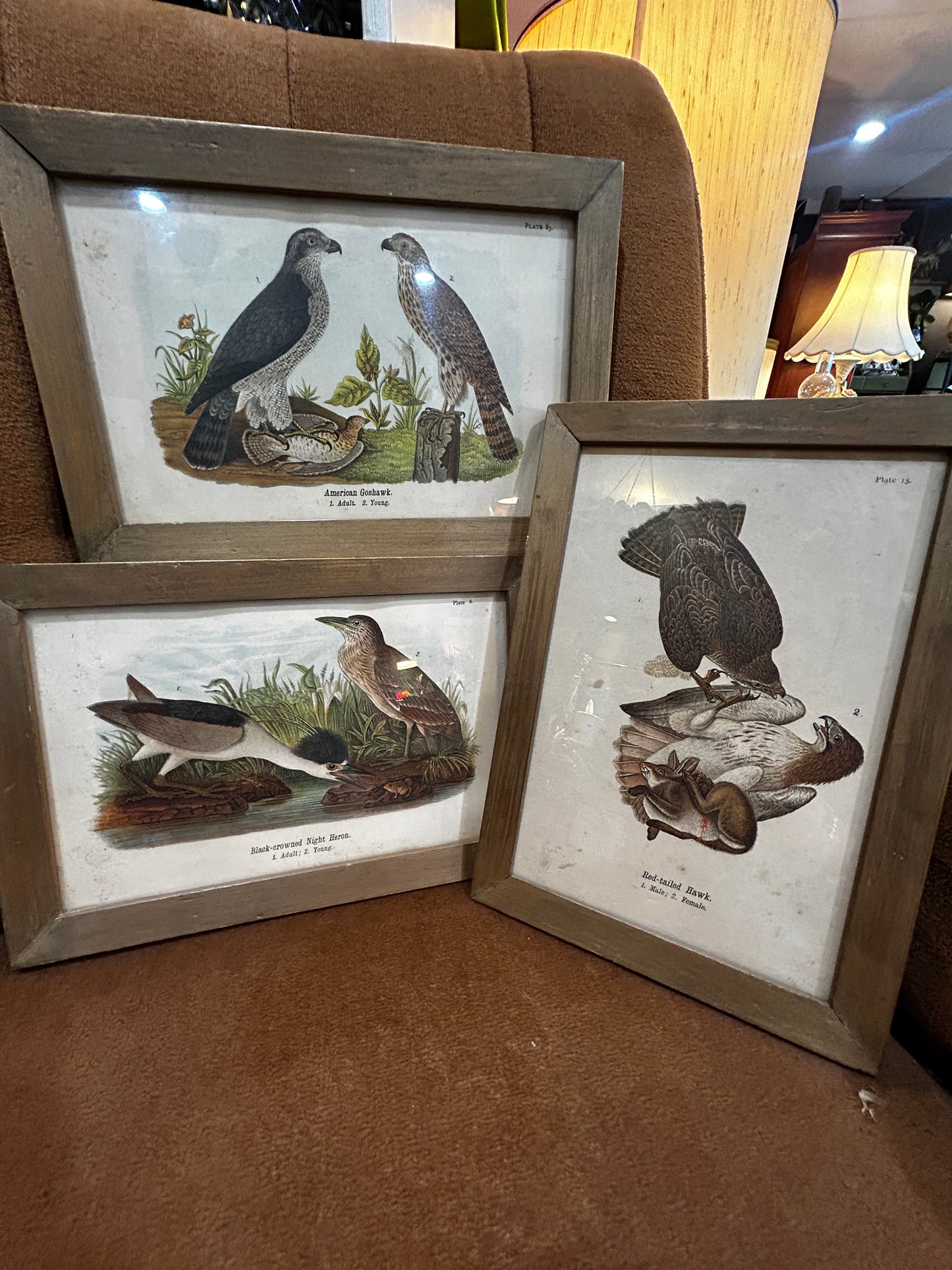 Set of 3 Antique Audubon Plates- Framed 1890