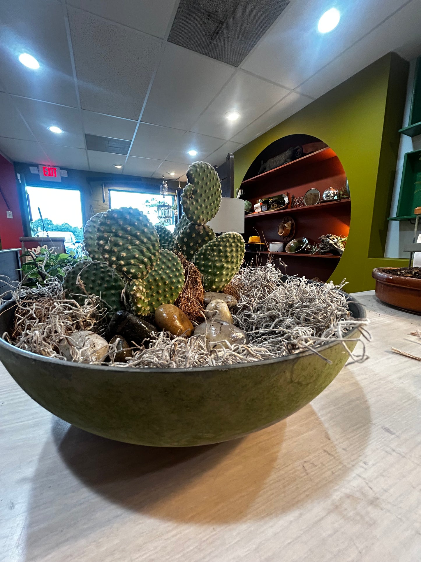 Bunny Ears Cactus in Planter