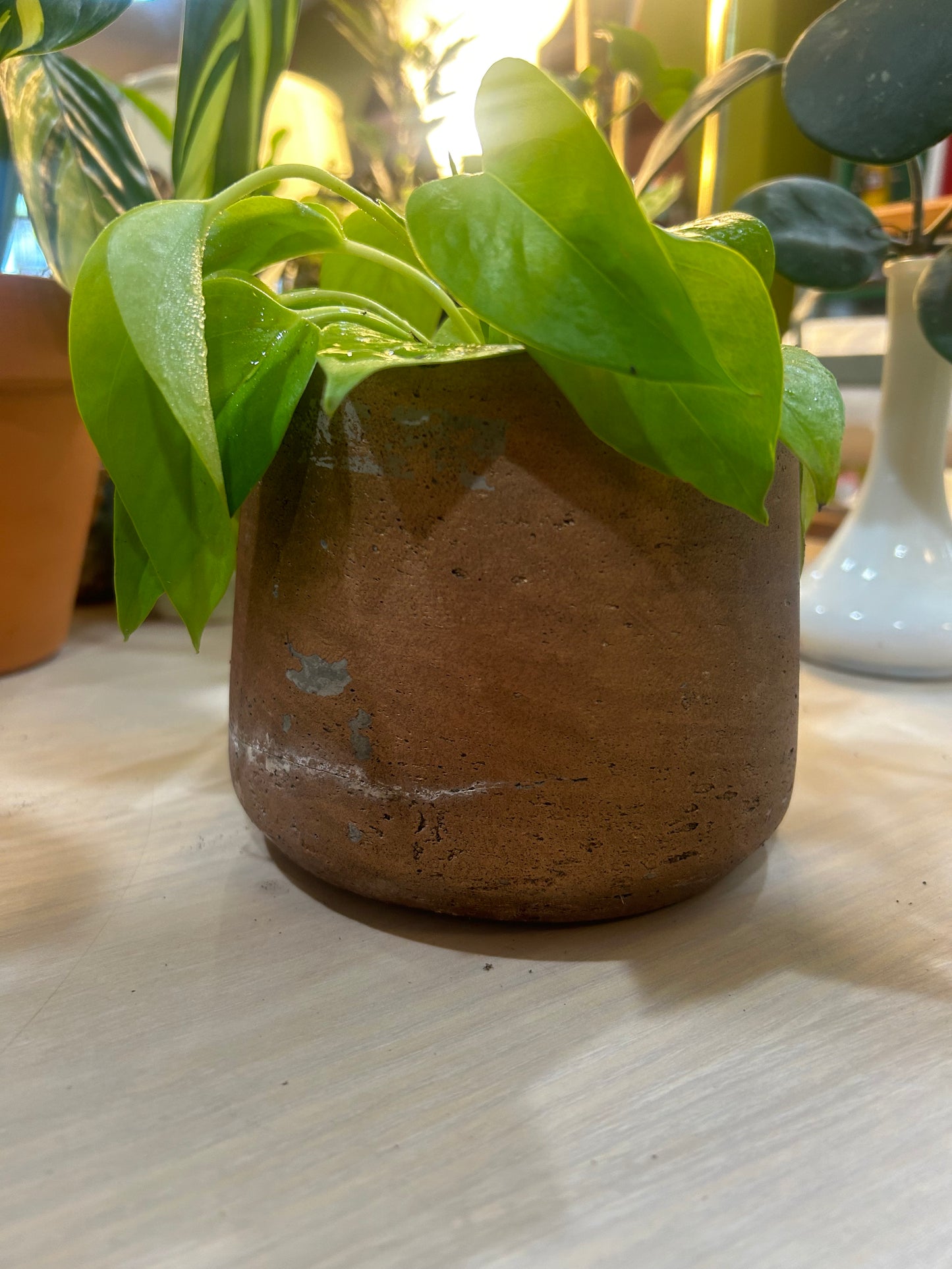 Neon Pothos in Vintage Clay Pot- Lava Rock