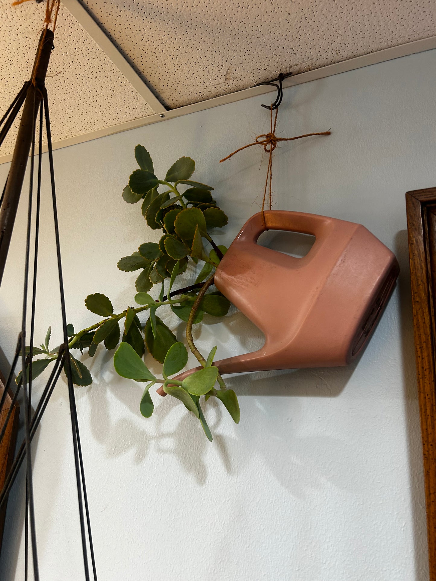 Pink Pouring Pitcher- Kalancho/Mother of Millions