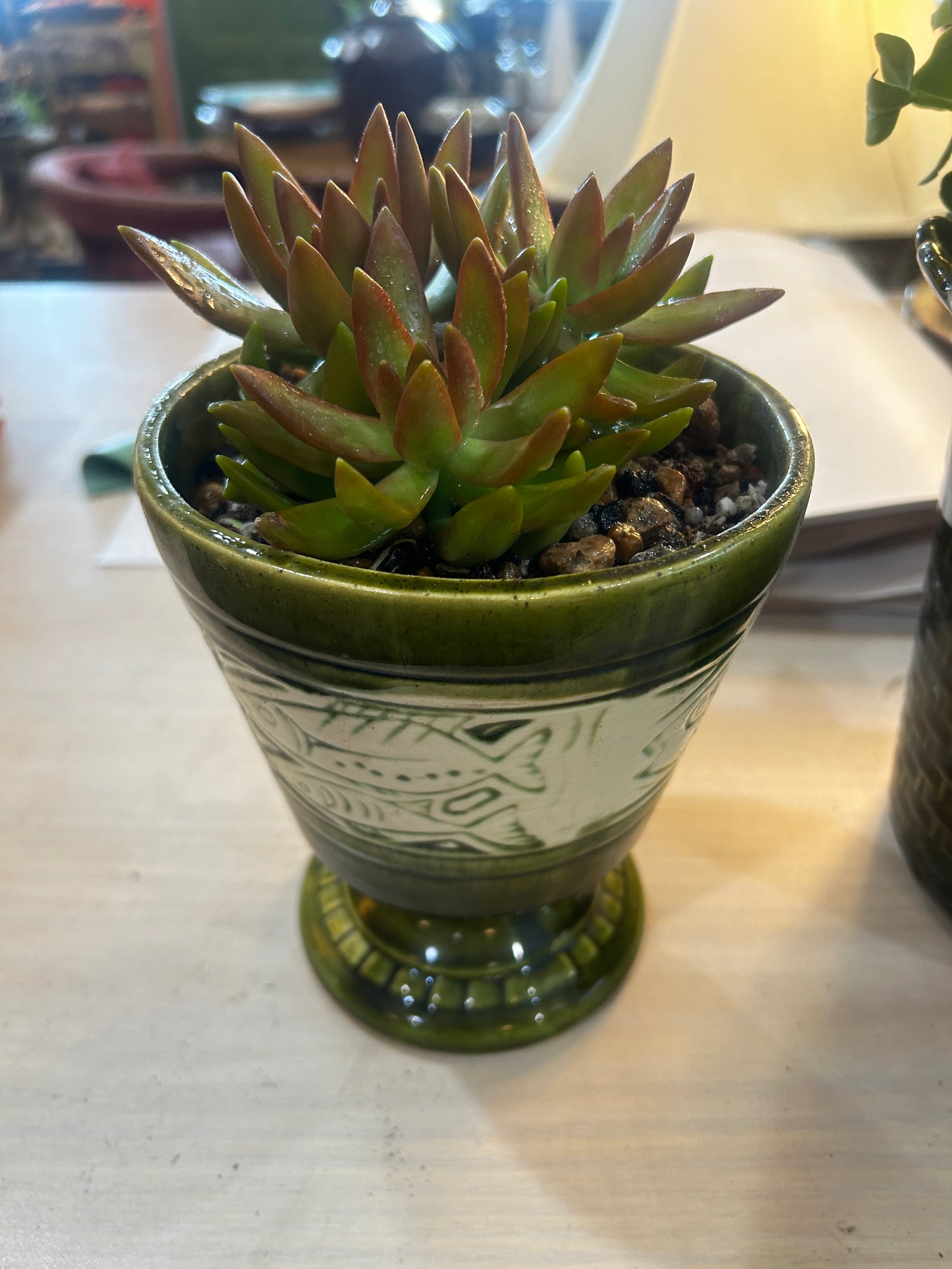 Succulent in MCM Fish Planter- Rock-Lined Base- Ice Cube Watering Technique