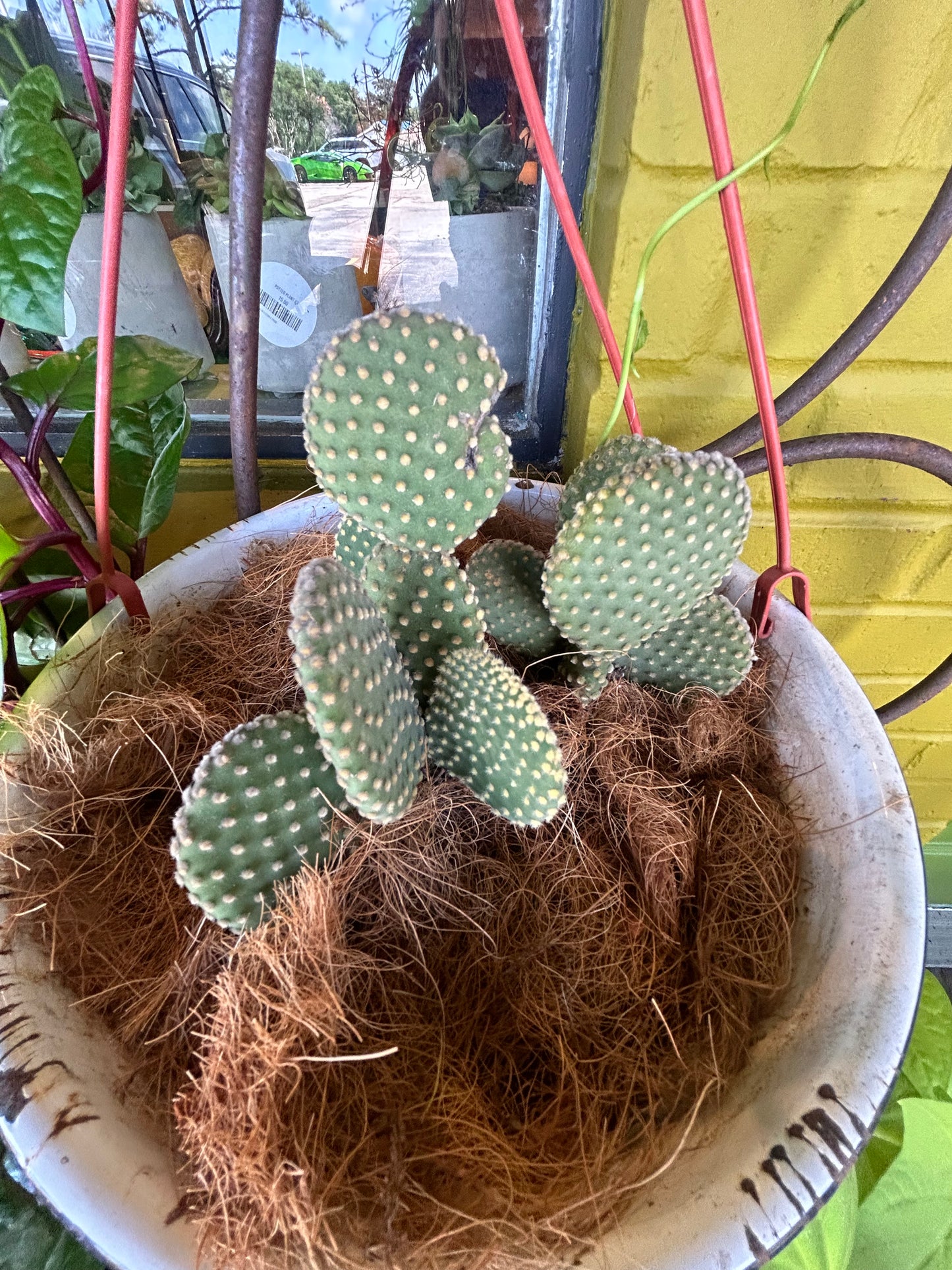 Cactus in Red Enamel Planter with Hanger