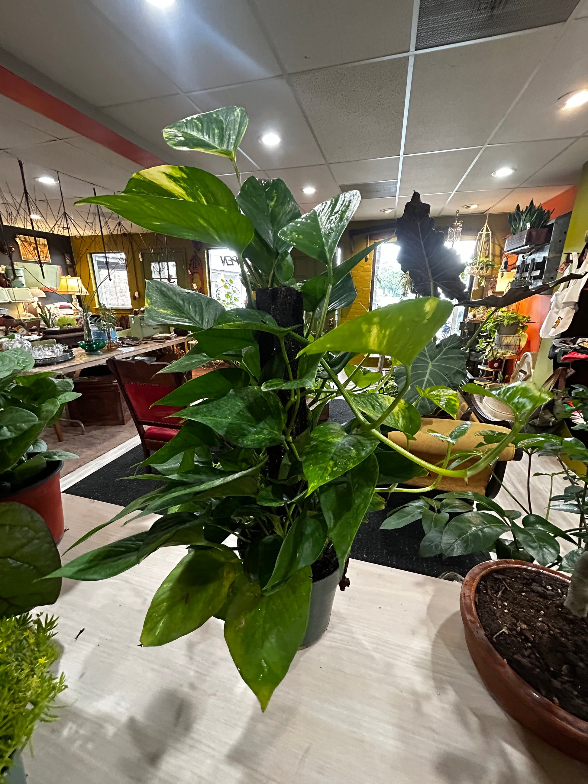 pothos stick Golden Pothos - Grow Stick – Blue Goose