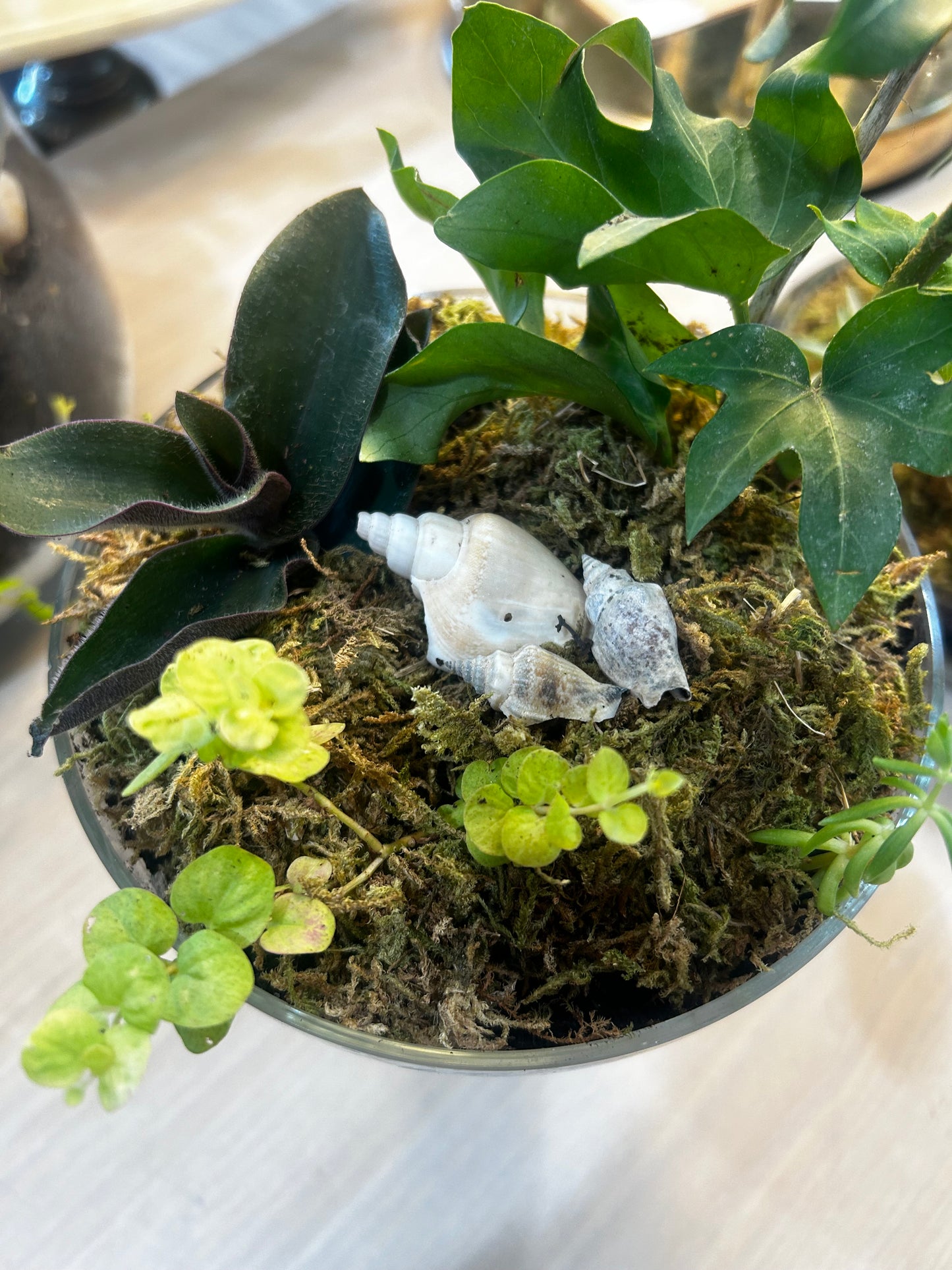 Margarita Terrarium- Creeping Jenny, Philendendron, Purple Heart