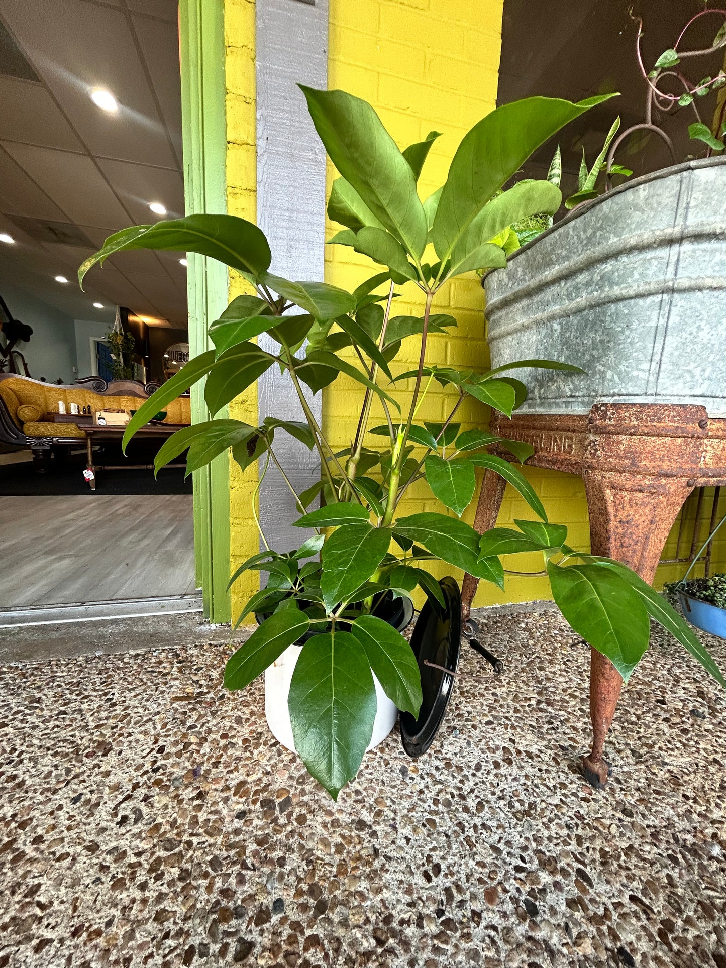 Schefflera in Enamel Pot With Lid- Black and White