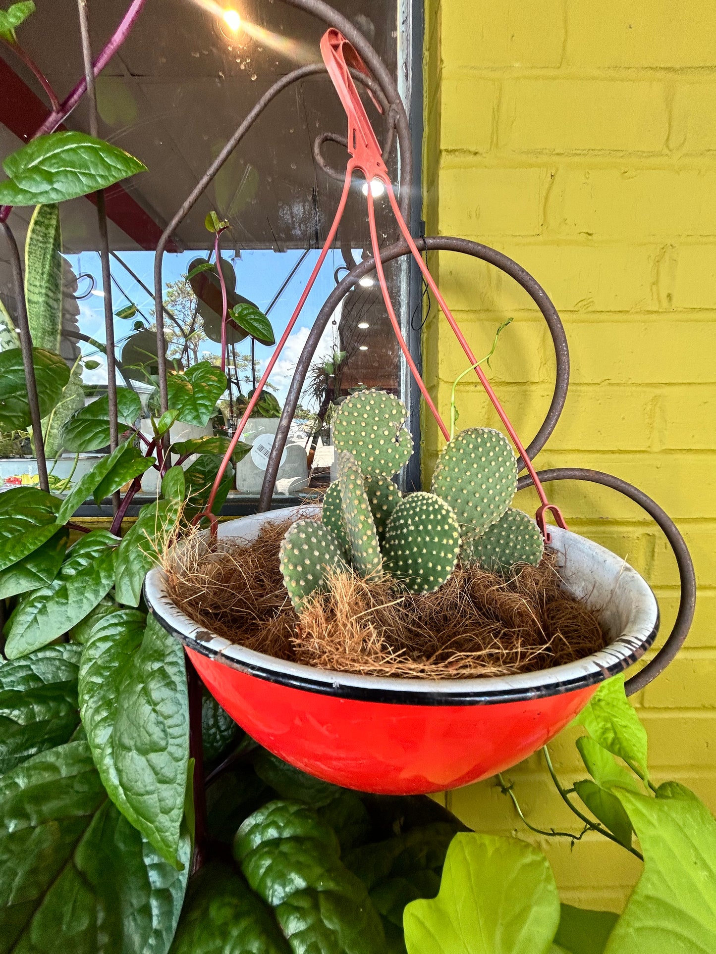 Cactus in Red Enamel Planter with Hanger