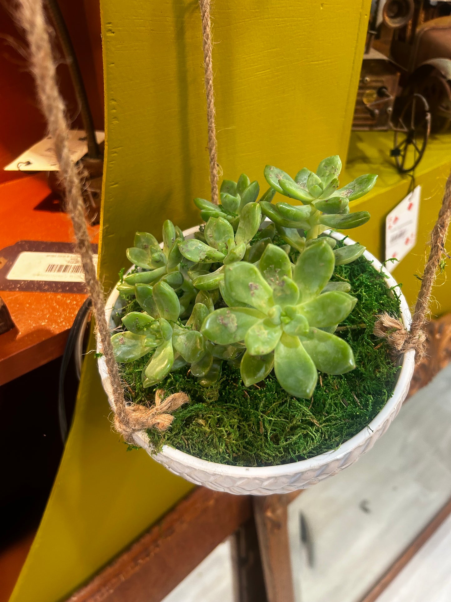 Hanging Succulent Planter- 2 Pot Hanger
